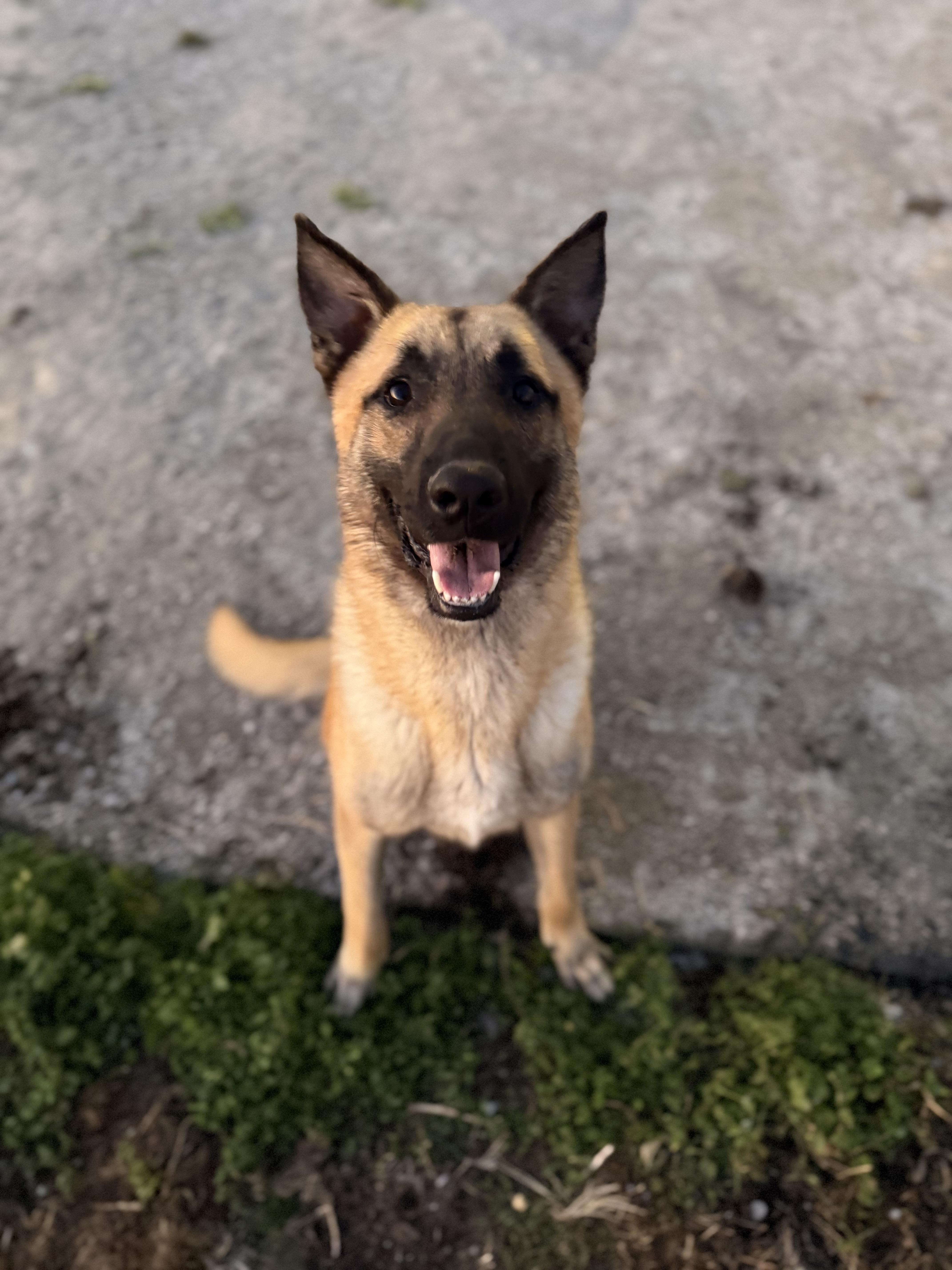 Enlarge Nyx, a ADOPTABLE Belgian Shepherd / Malinois in Hiawatha, KS image 1/6
