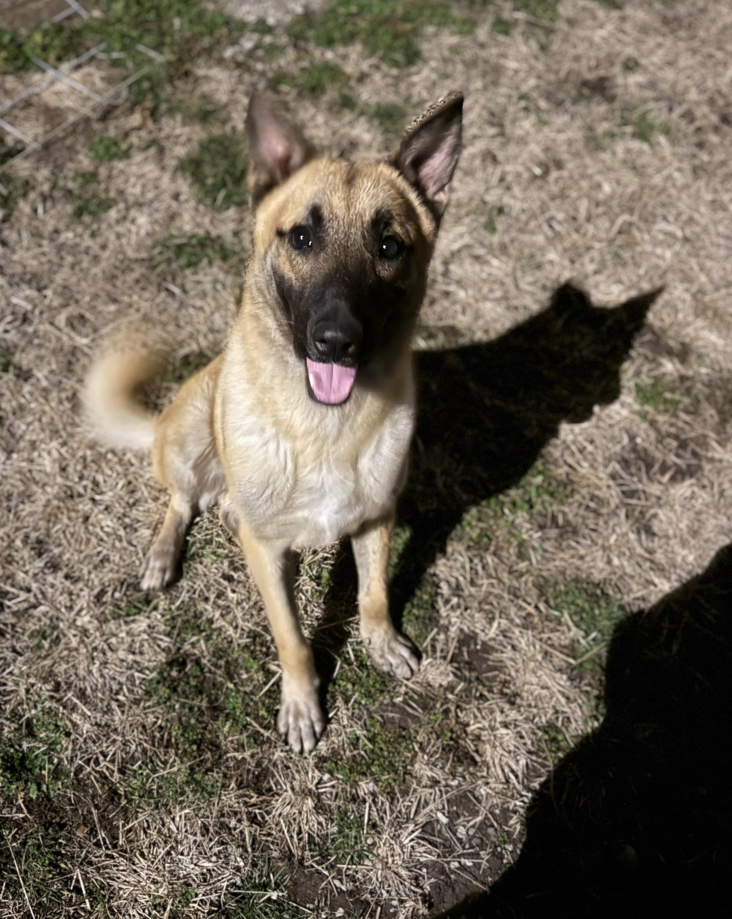 Enlarge Nyx, a ADOPTABLE Belgian Shepherd / Malinois in Hiawatha, KS image 6/6