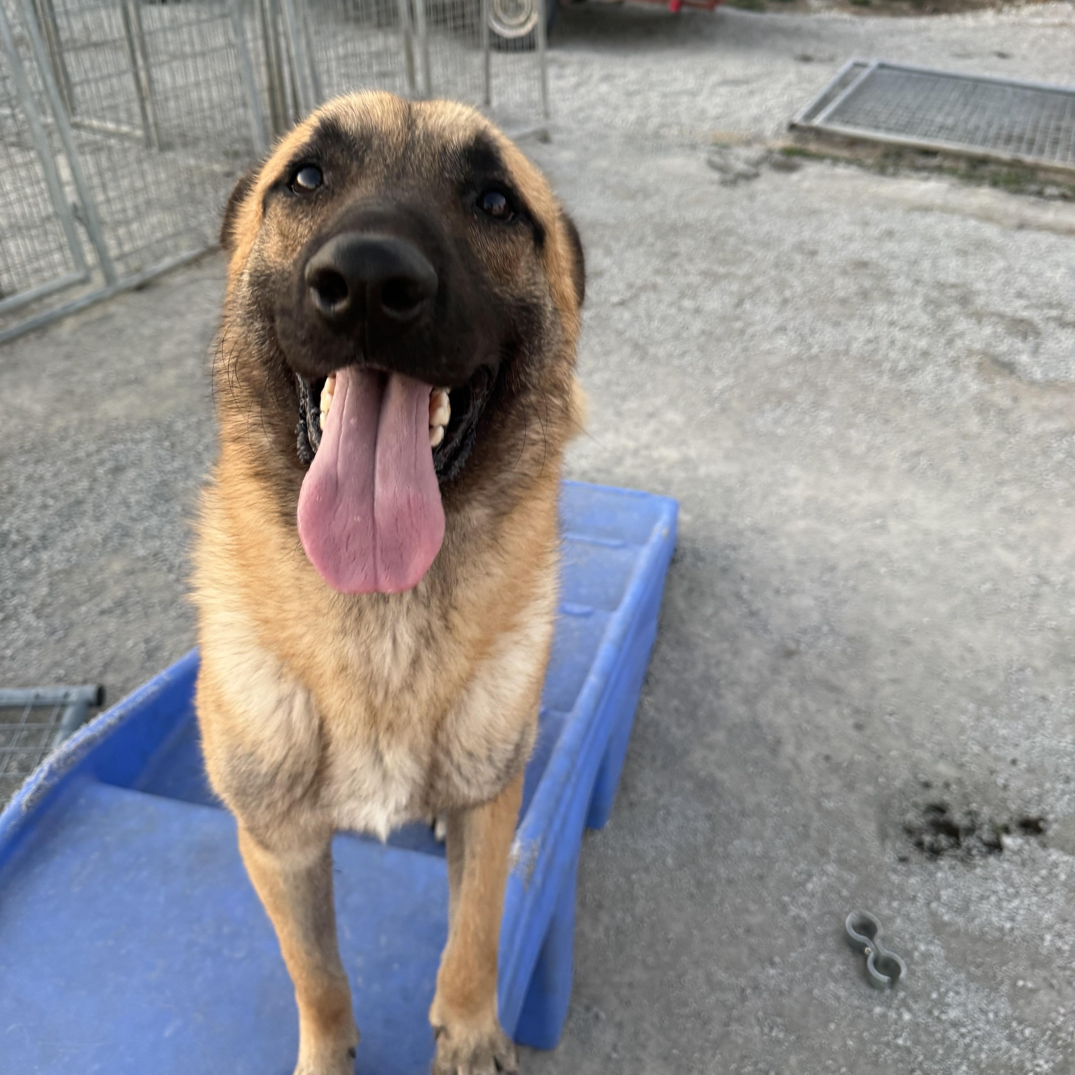 Enlarge Nyx, a ADOPTABLE Belgian Shepherd / Malinois in Hiawatha, KS image 3/6