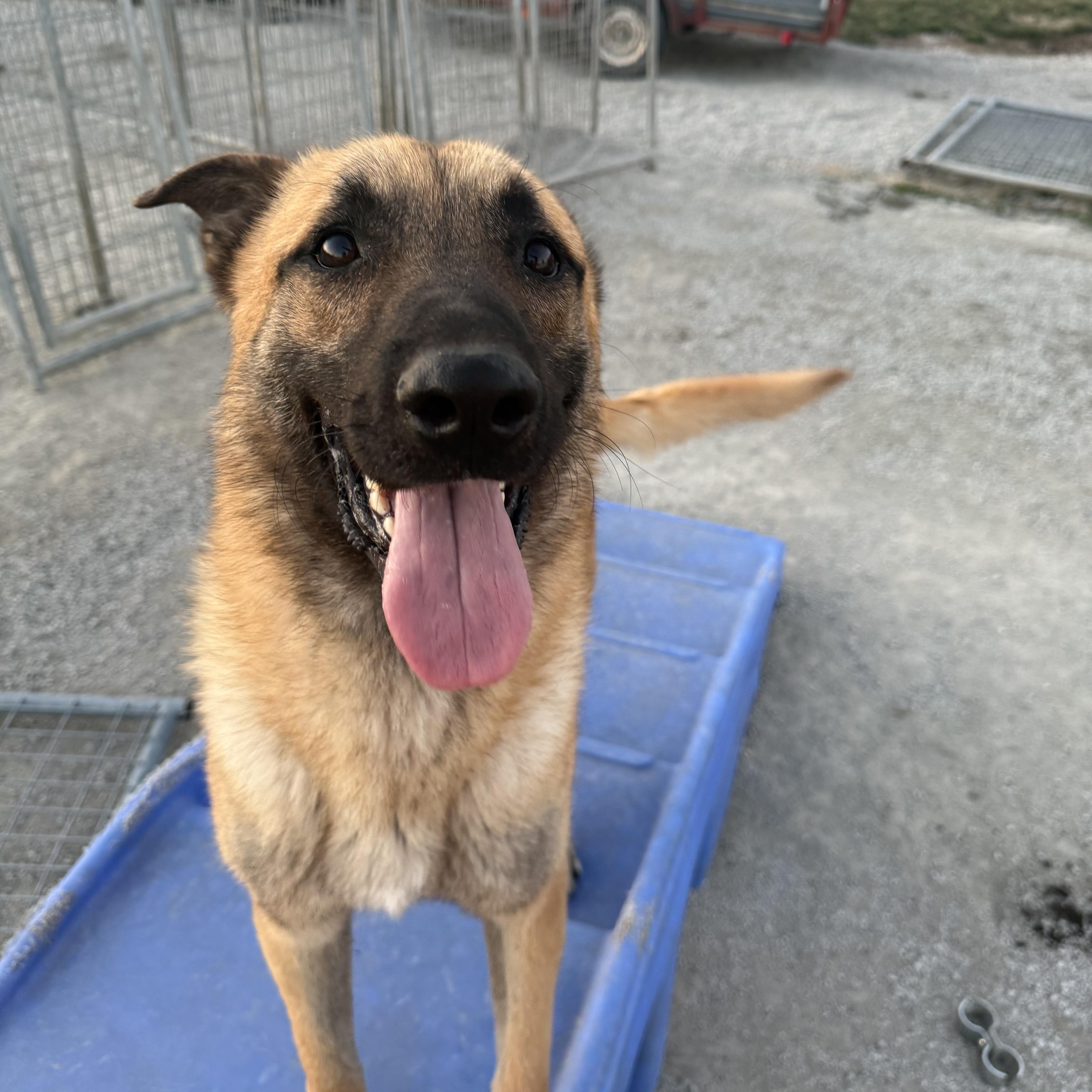Enlarge Nyx, a ADOPTABLE Belgian Shepherd / Malinois in Hiawatha, KS image 4/6