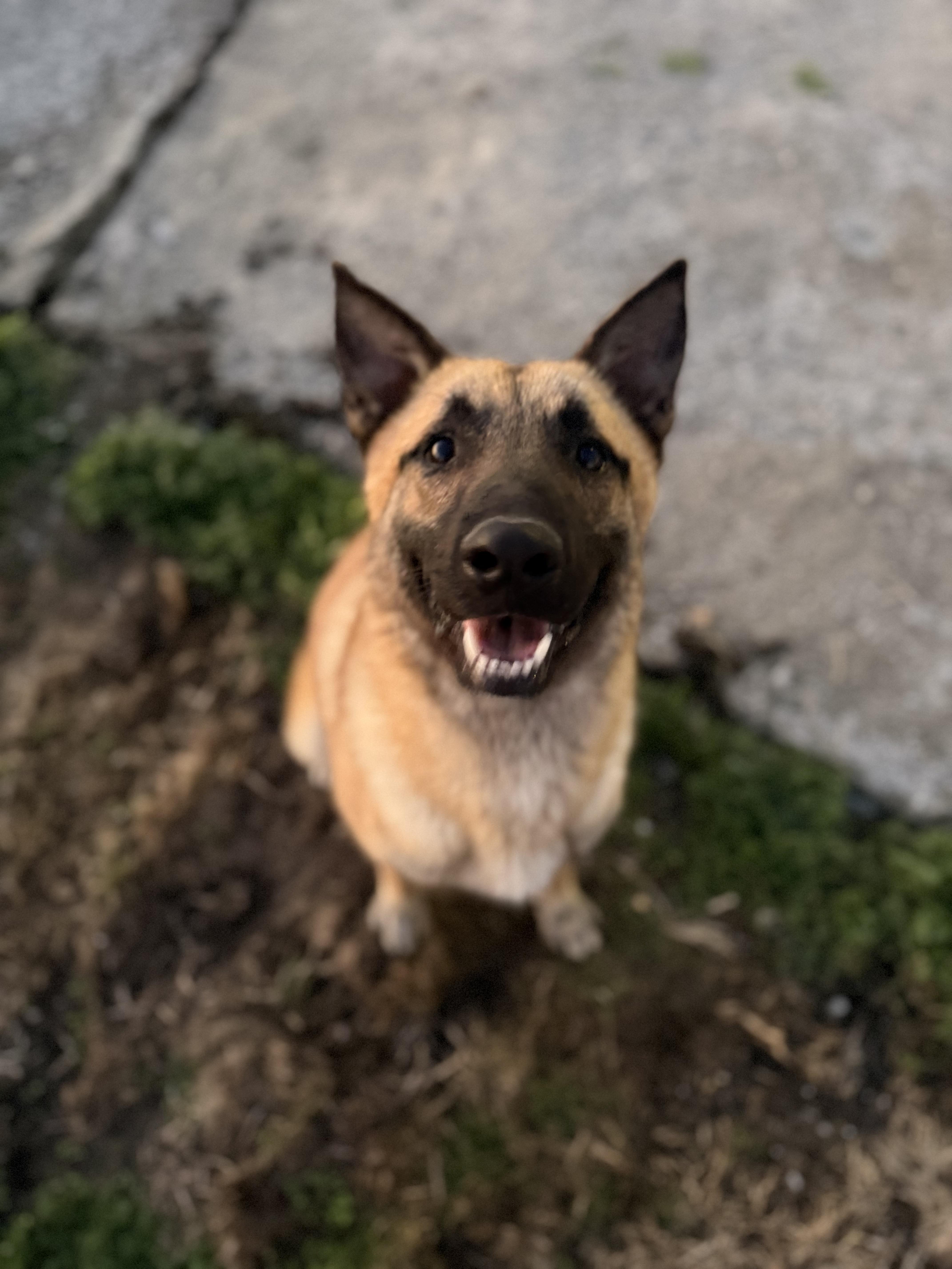 Enlarge Nyx, a ADOPTABLE Belgian Shepherd / Malinois in Hiawatha, KS image 2/6