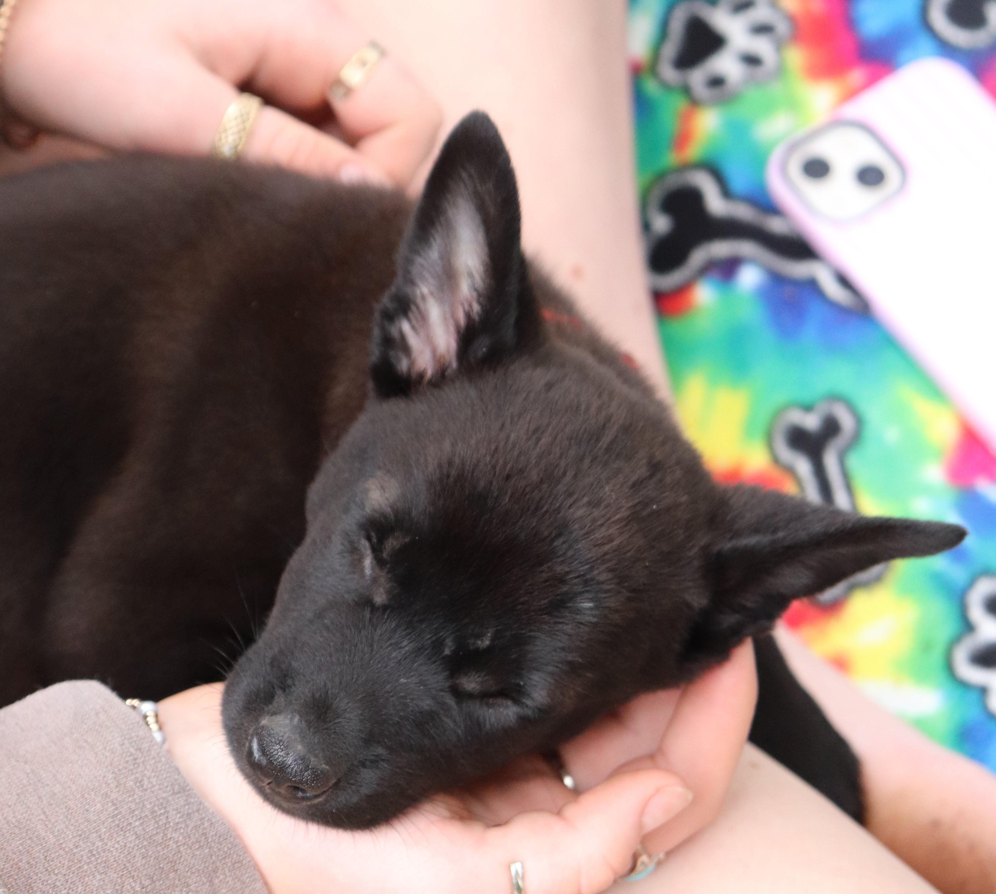 Enlarge Sandy, a Adoptable mixed breed in Saint Paul, MN image 4/6
