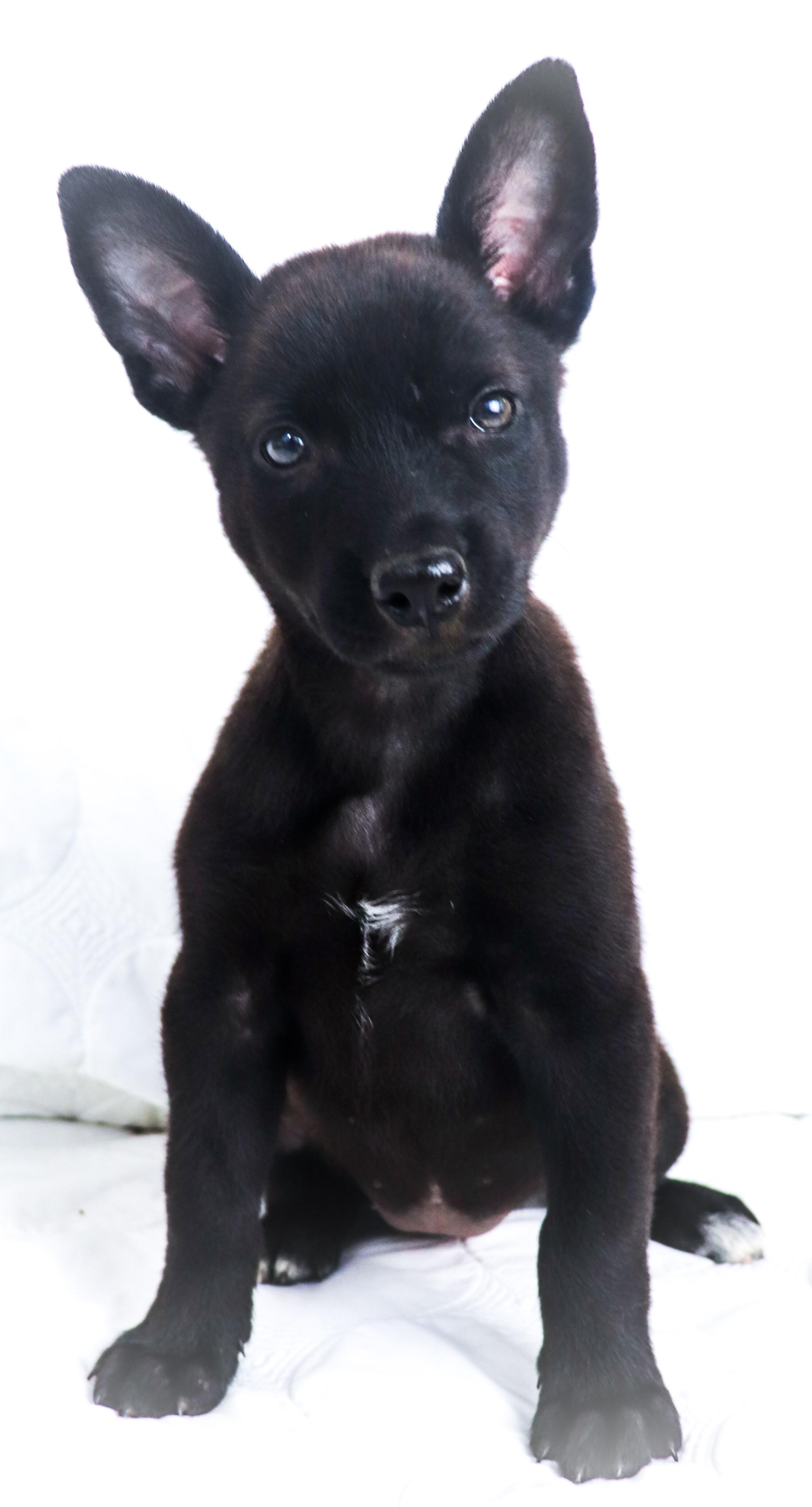 Enlarge Sandy, a Adoptable mixed breed in Saint Paul, MN image 5/6