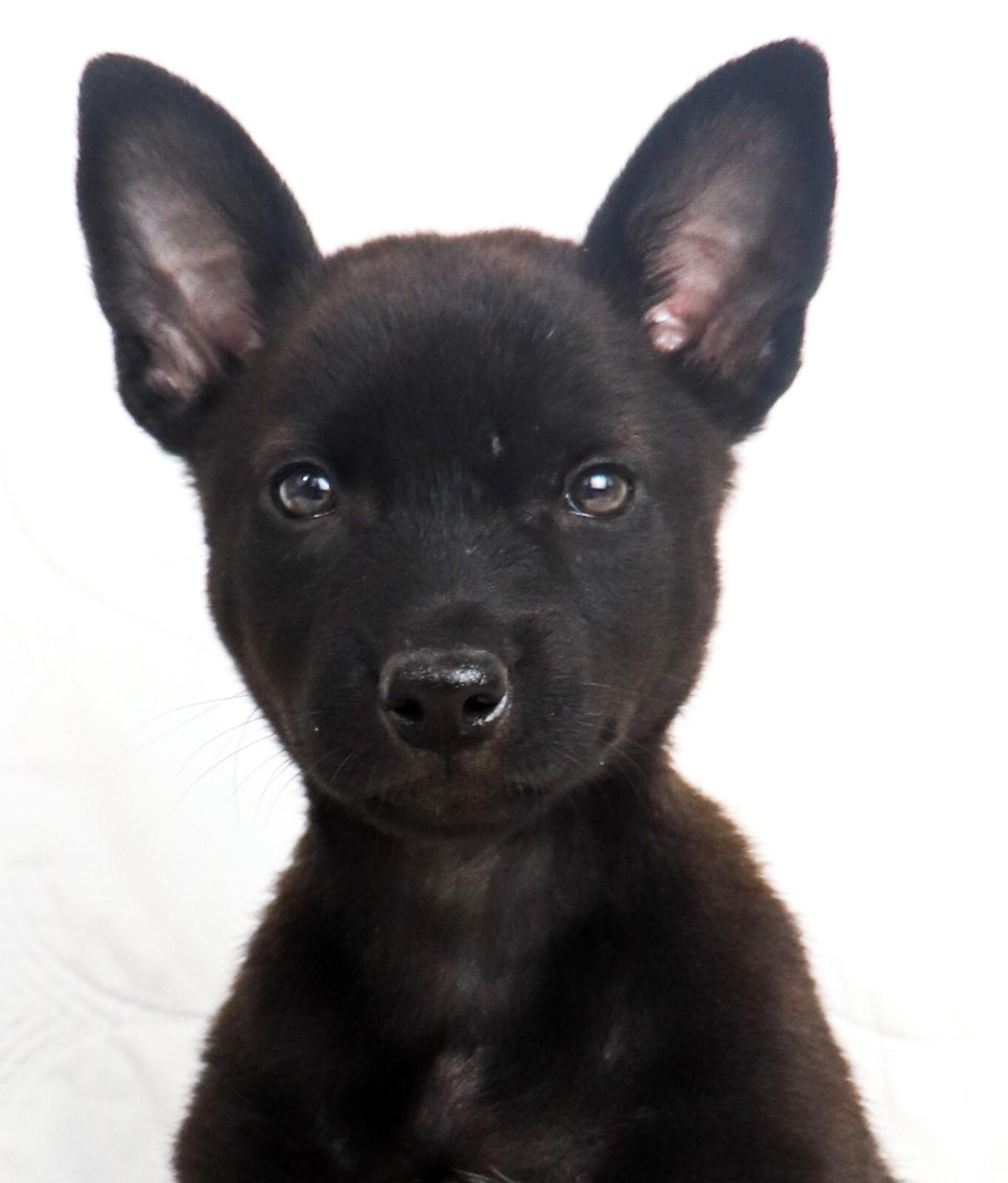 Enlarge Sandy, a Adoptable mixed breed in Saint Paul, MN image 6/6