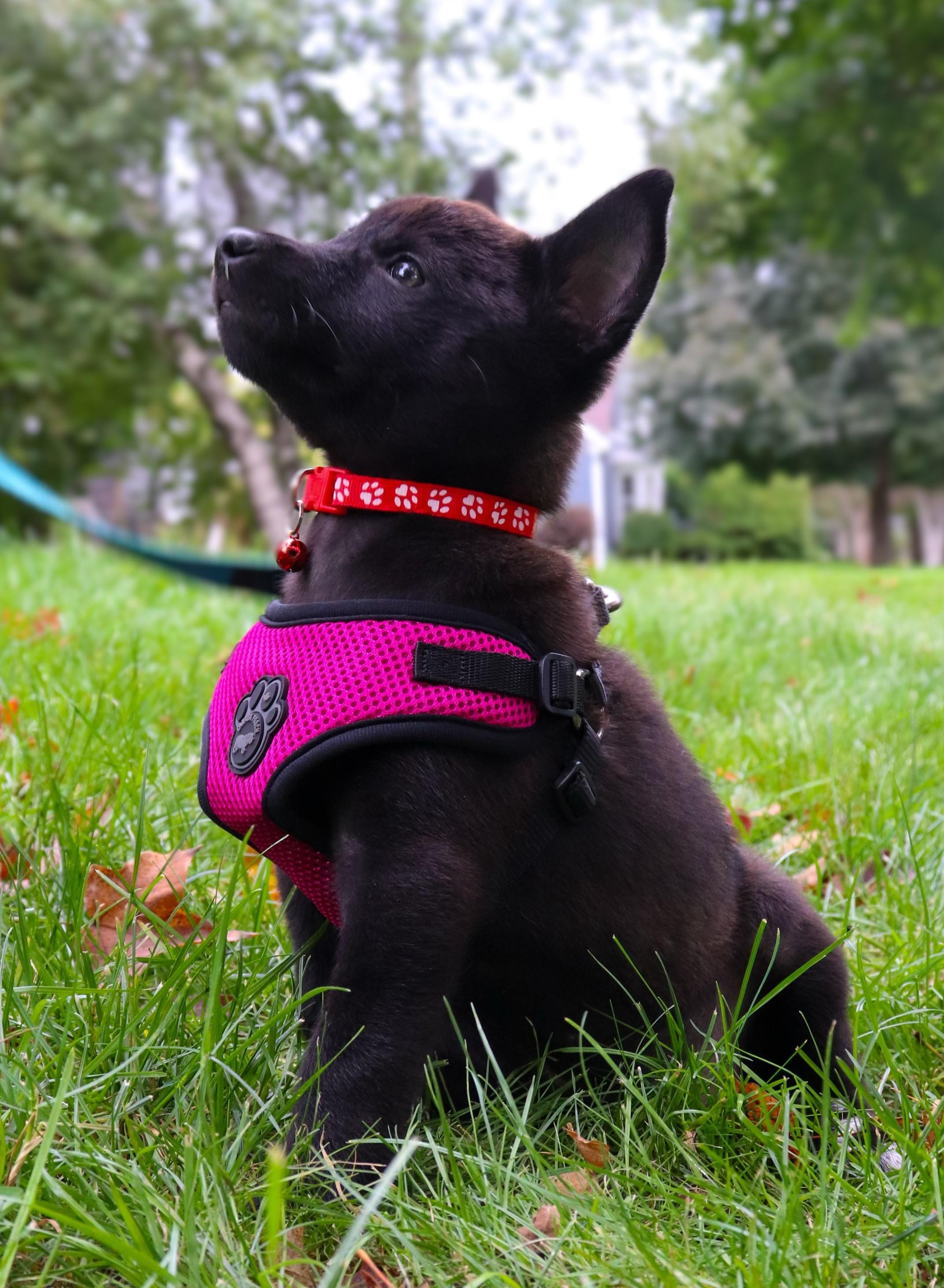 Sandy, Adoptable, Puppy Female Chihuahua & Australian Shepherd.
