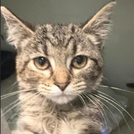 Persimmon (26-6154), Adoptable, Kitten Female Domestic Short Hair.