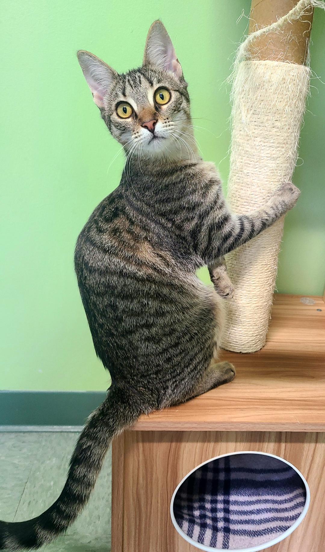 Lexus & Shelby, ADOPTABLE, Kitten Male Domestic Short Hair.