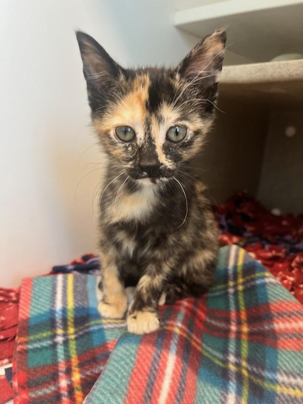 Enlarge Reece (ID 50894/1058), an adopted Domestic Short Hair in Manassas, VA image 1/1