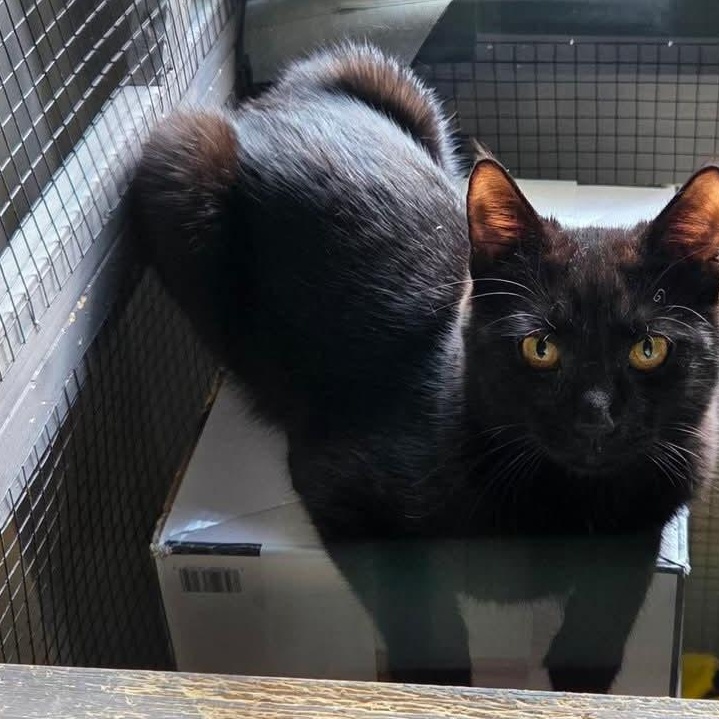 Scrabble, Adoptable, Kitten Male Domestic Short Hair.
