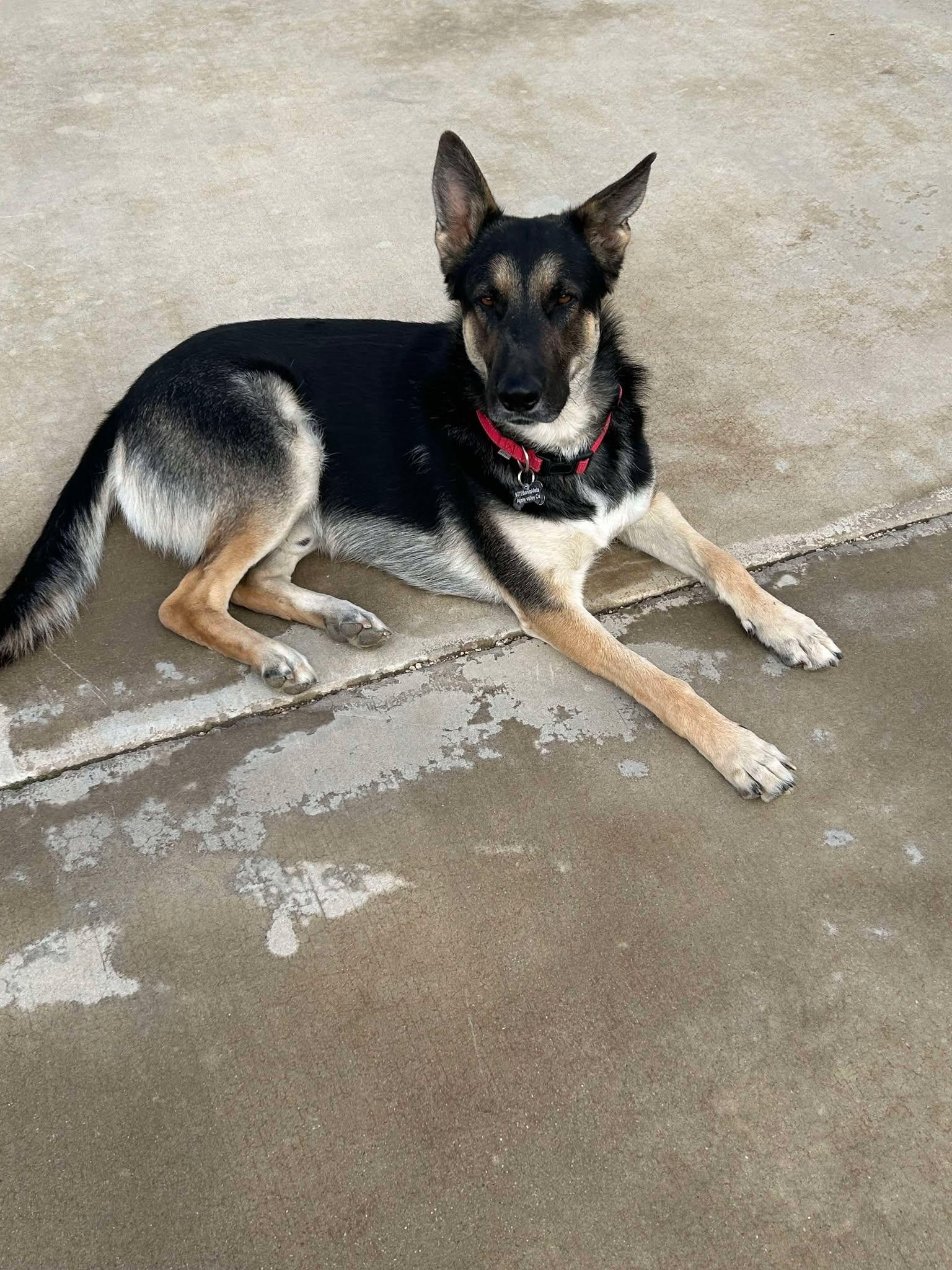 Faith, a Adoptable mixed breed in Glendale, AZ image 1/6