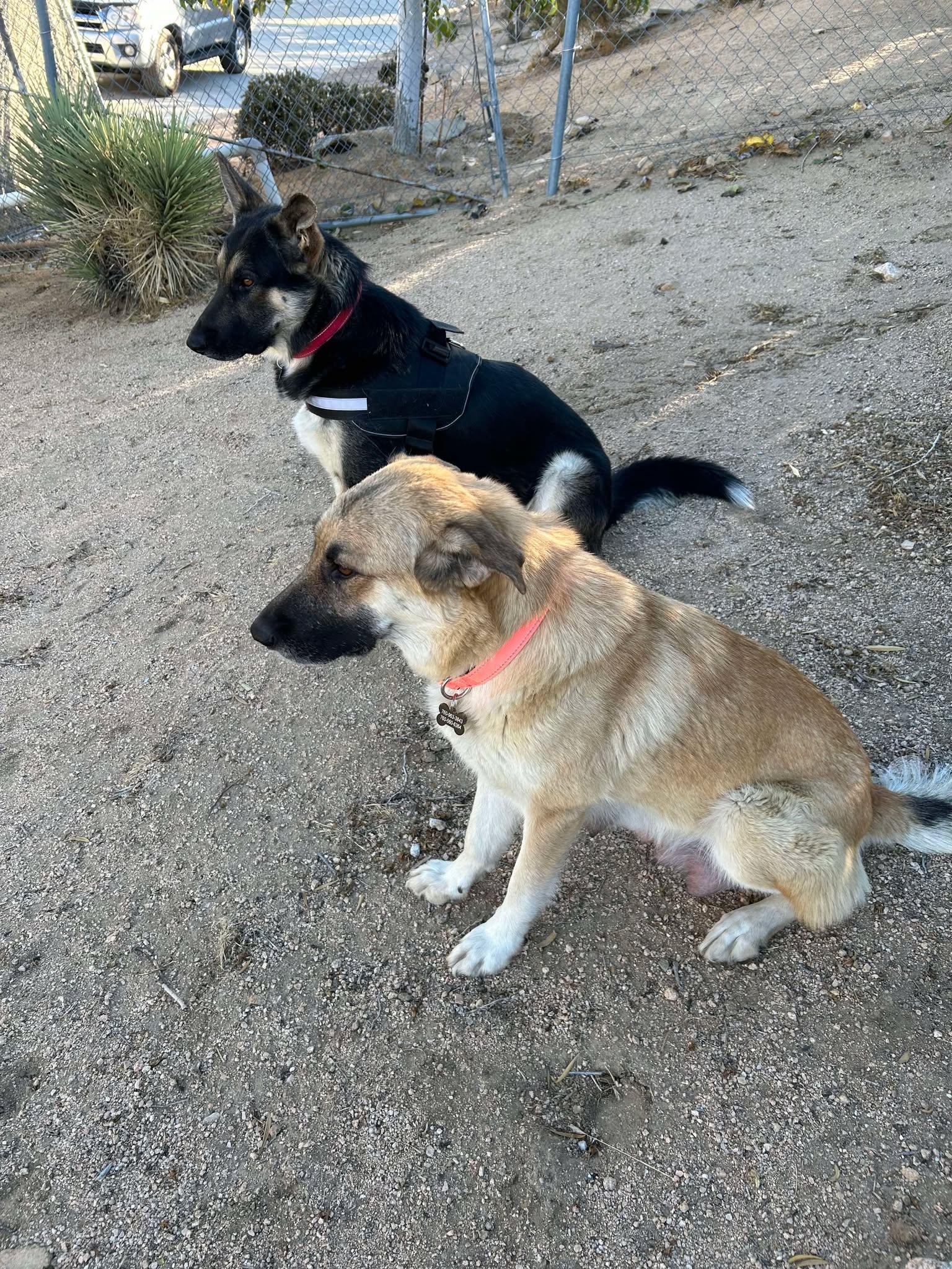 Faith, a Adoptable mixed breed in Glendale, AZ image 5/6