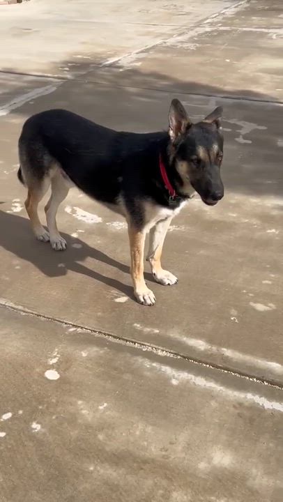 Enlarge Faith, a Adoptable mixed breed in Glendale, AZ video 6/6