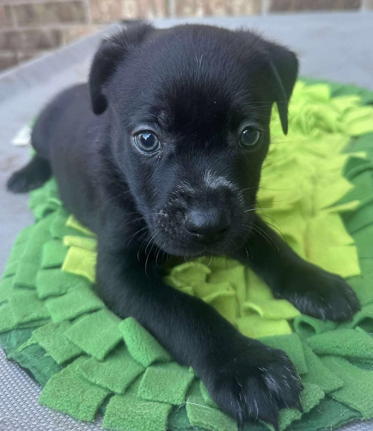 Enlarge Buffalo Bill, a Adoptable mixed breed in Kiowa, OK image 1/6