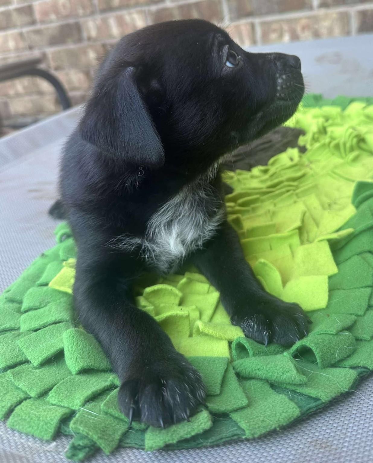 Enlarge Buffalo Bill, a Adoptable mixed breed in Kiowa, OK image 2/6
