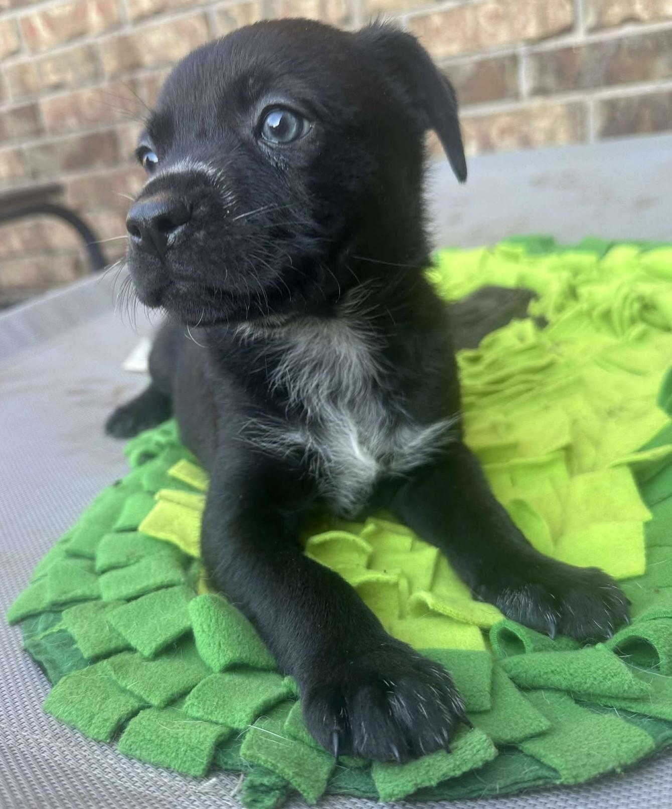 Buffalo Bill, Adoptable, Puppy Male Border Collie & Labrador Retriever.