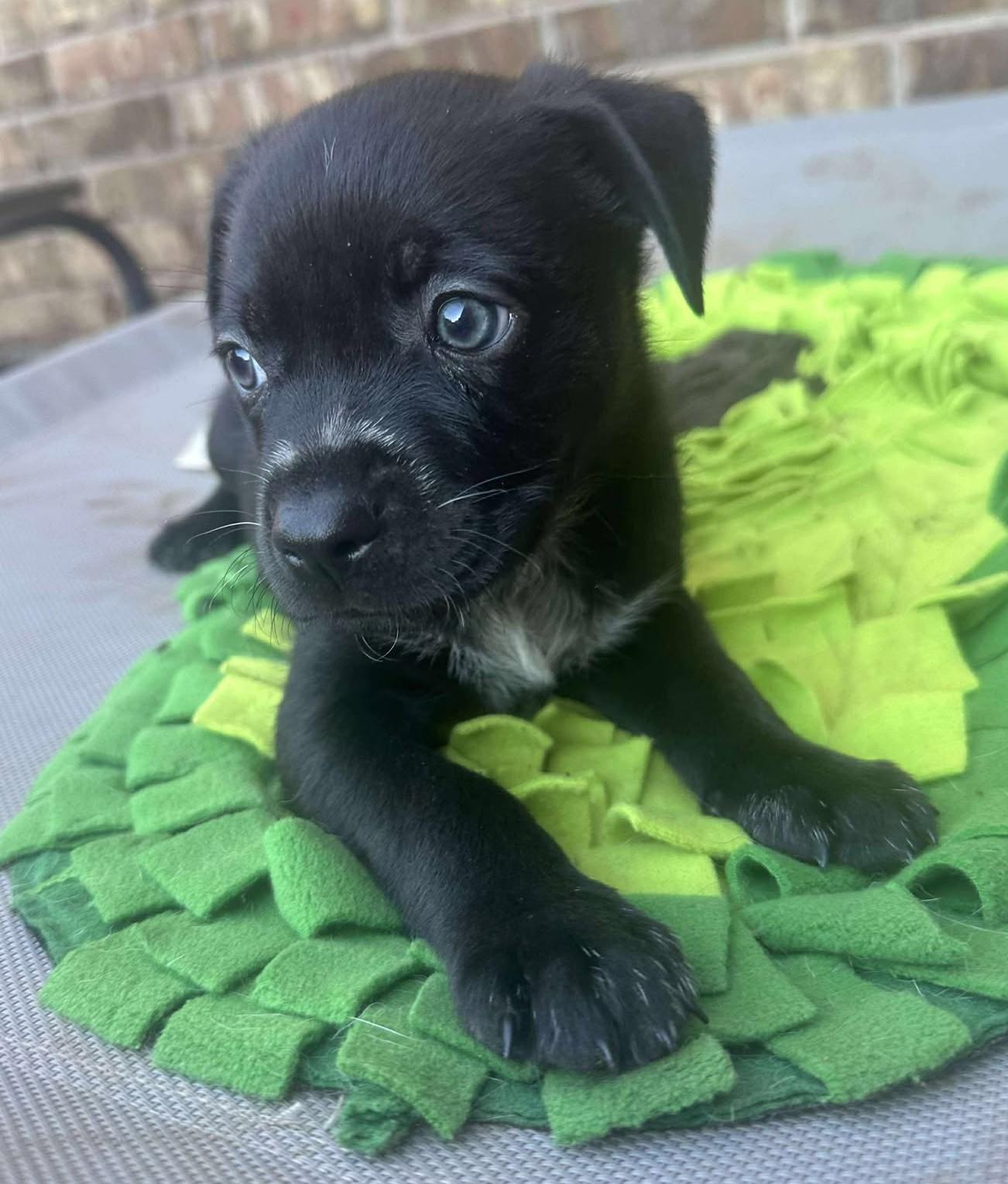 Enlarge Buffalo Bill, a Adoptable mixed breed in Kiowa, OK image 5/6