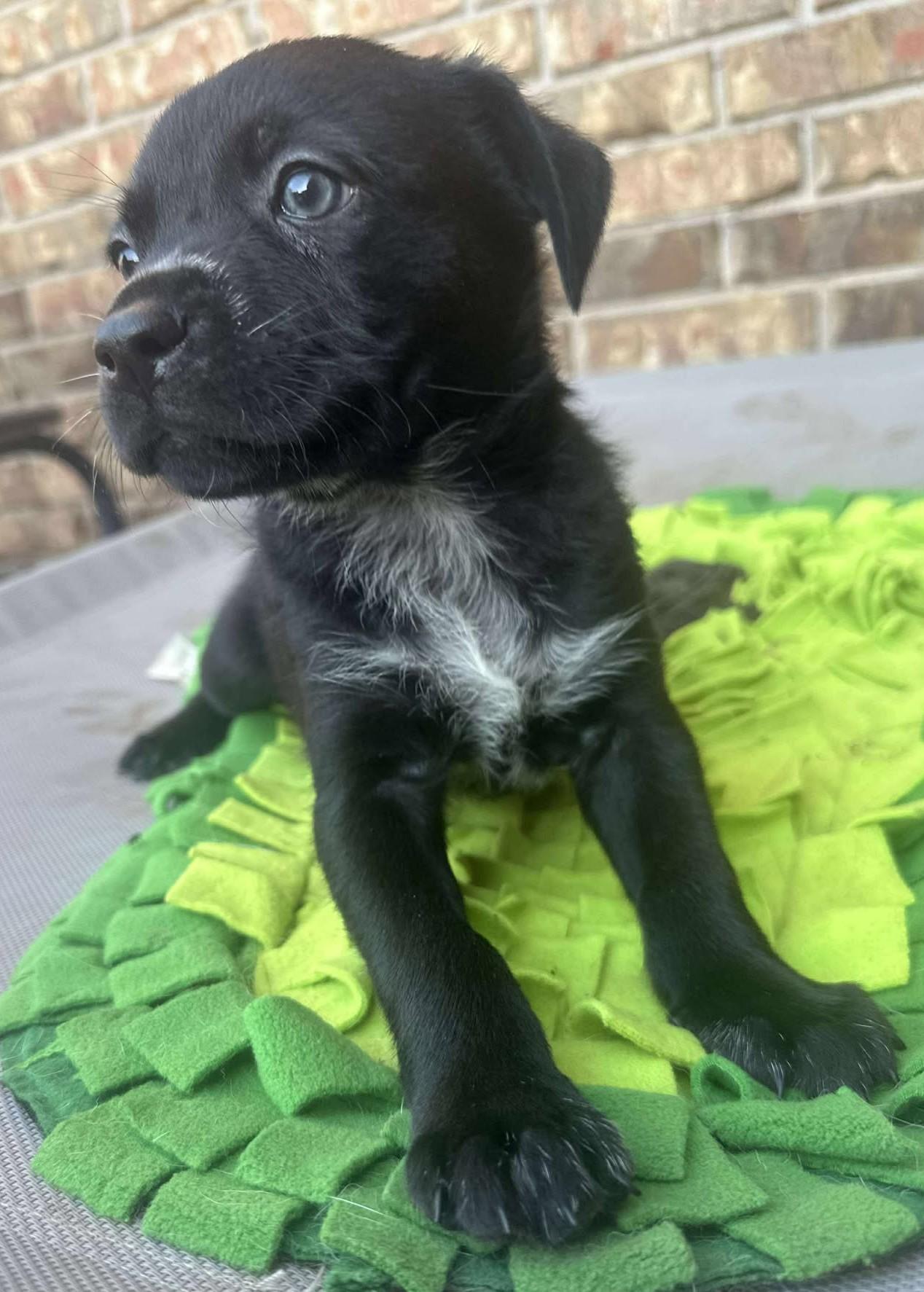 Enlarge Buffalo Bill, a Adoptable mixed breed in Kiowa, OK image 6/6