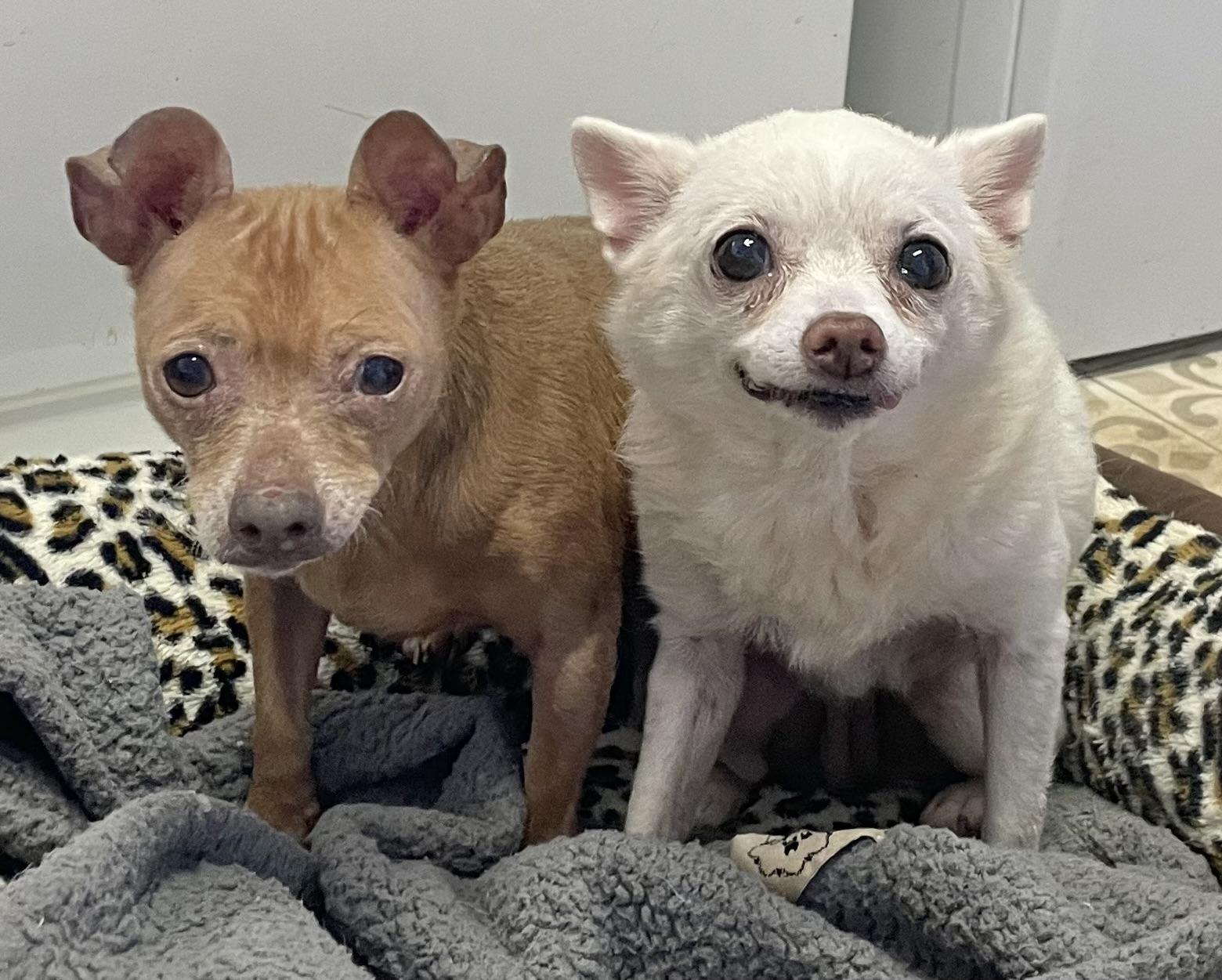 Enlarge Penny, a Adoptable Chihuahua in Loganville, GA image 5/6