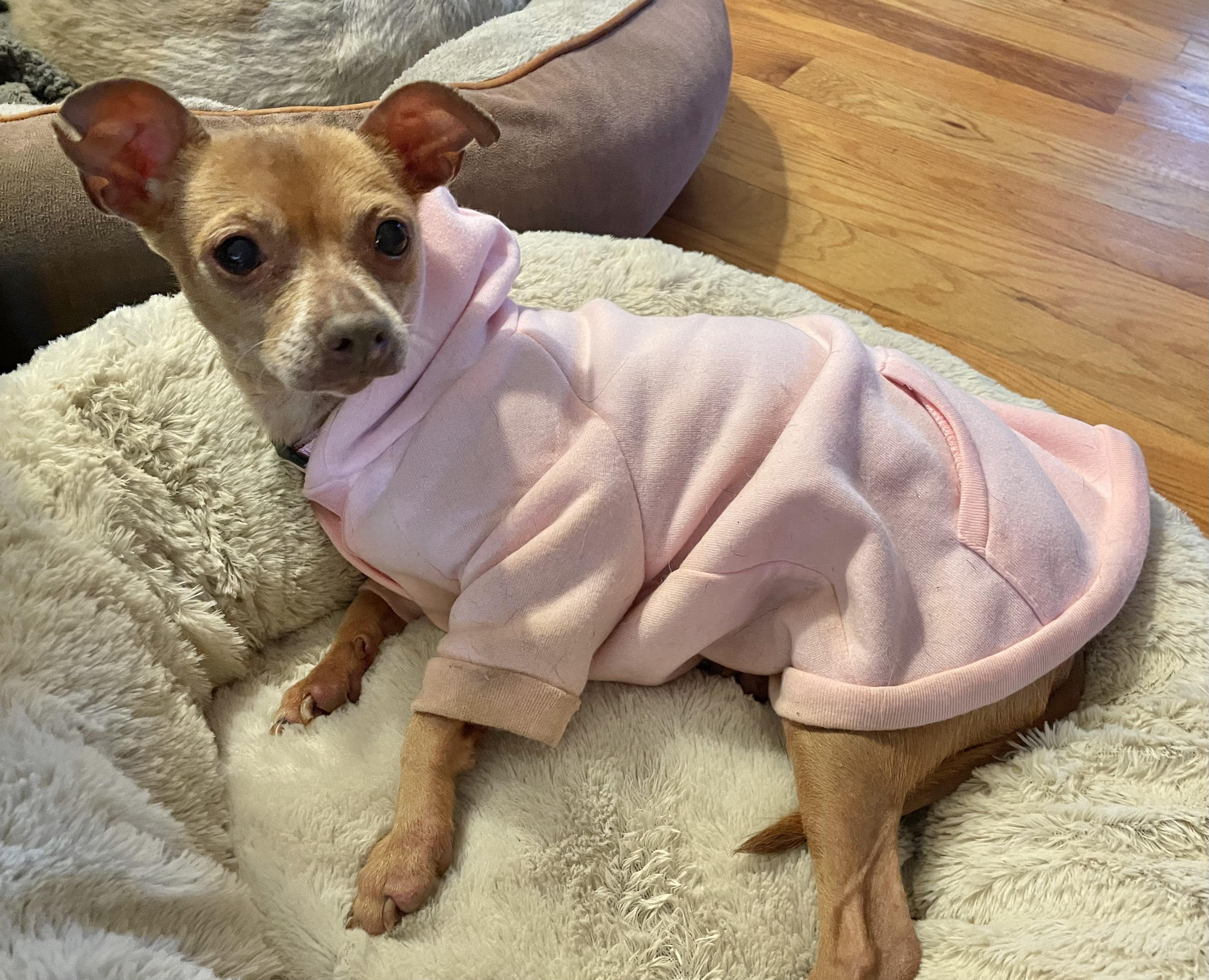 Enlarge Penny, a Adoptable Chihuahua in Loganville, GA image 1/6