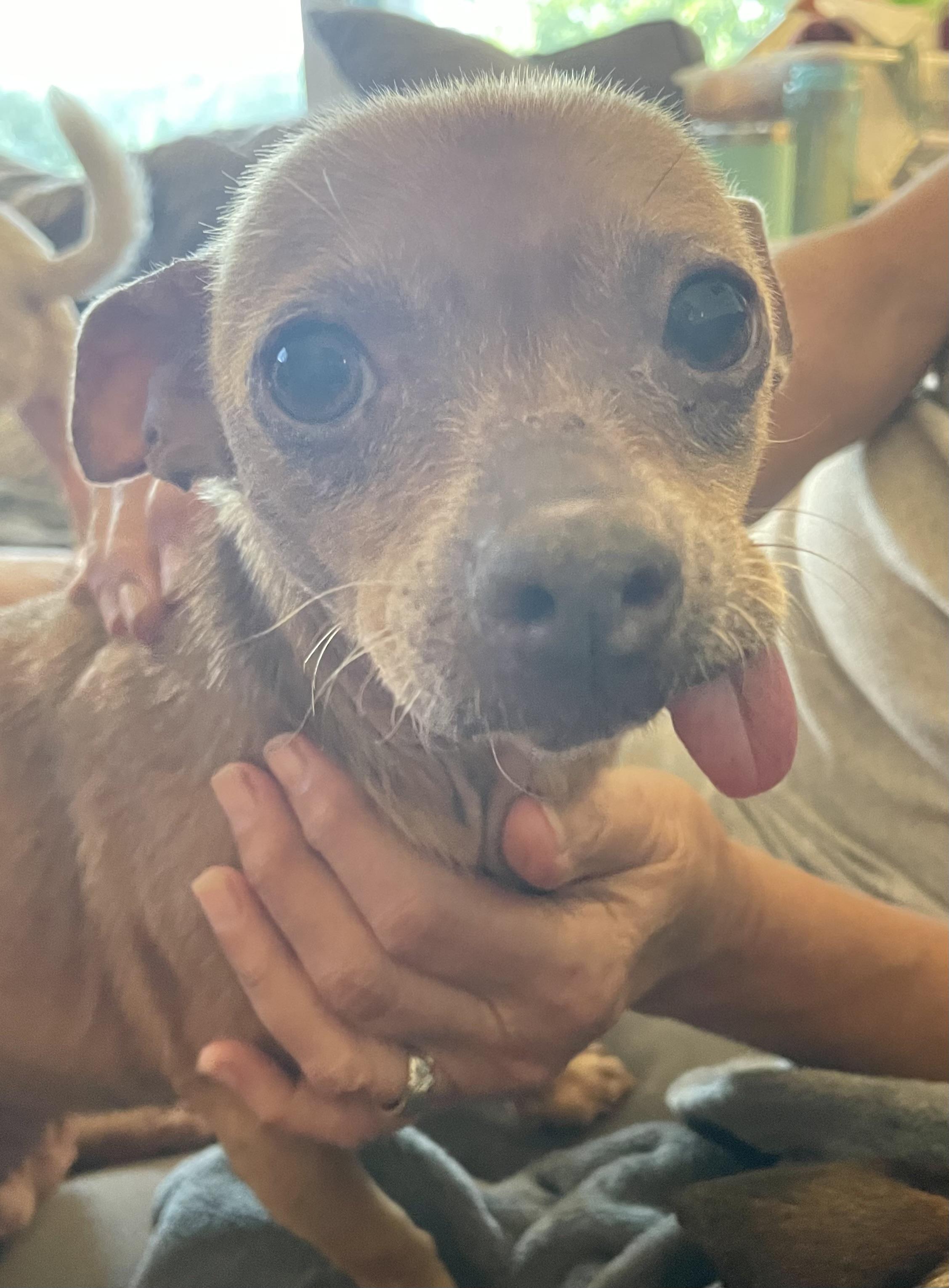 Enlarge Penny, a Adoptable Chihuahua in Loganville, GA image 2/6