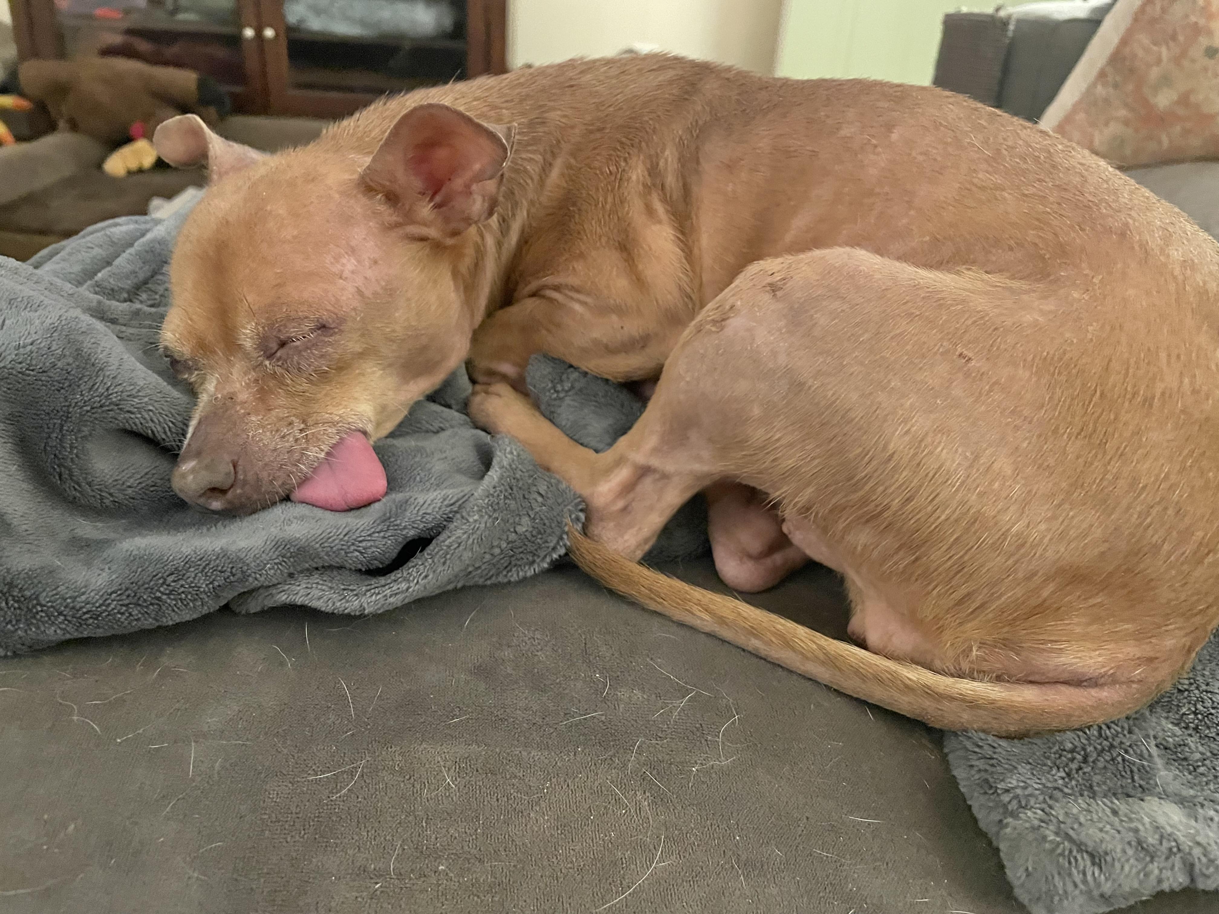 Enlarge Penny, a Adoptable Chihuahua in Loganville, GA image 6/6