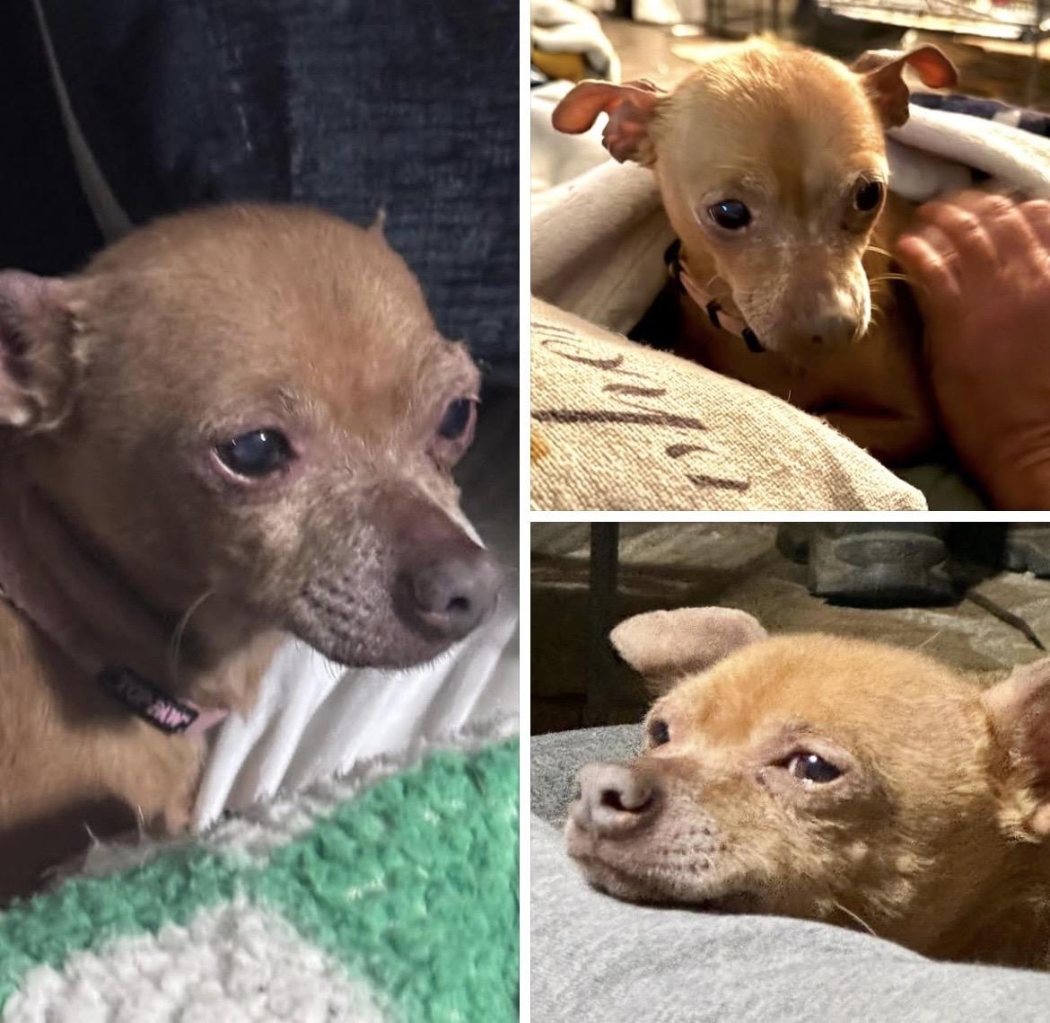 Enlarge Penny, an adopted Chihuahua in Loganville, GA image 2/6