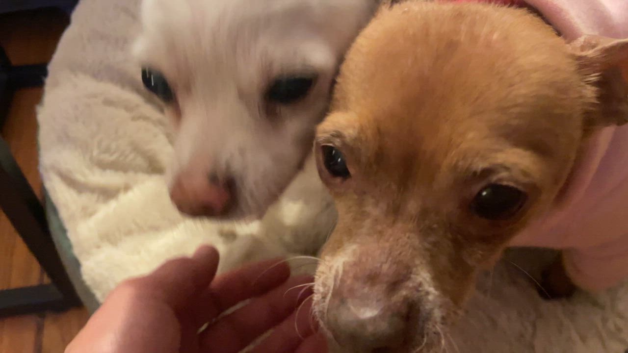 Enlarge Penny, an adopted Chihuahua in Loganville, GA video 6/6