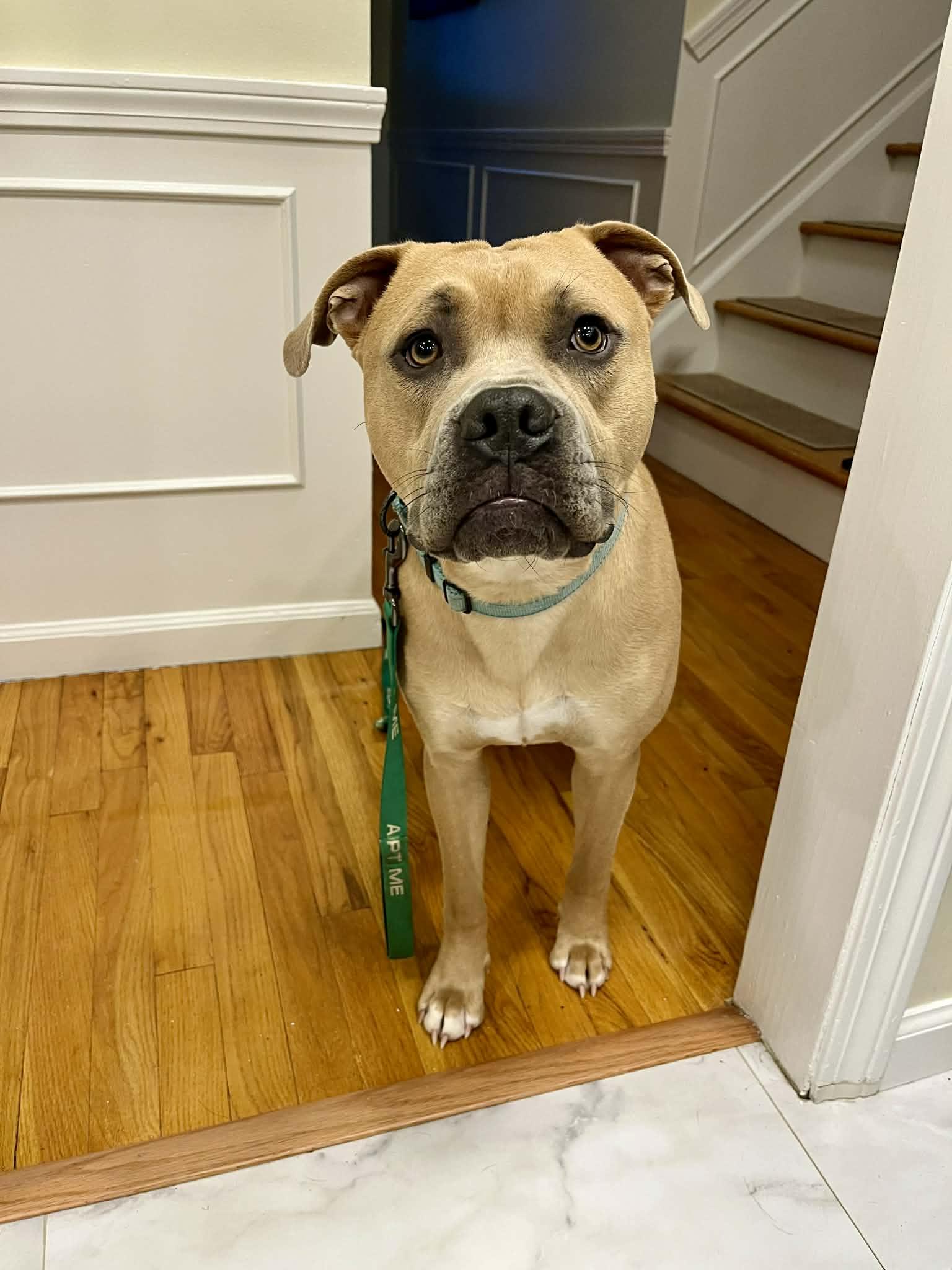 Newt , adoptable, Young Male Bulldog.