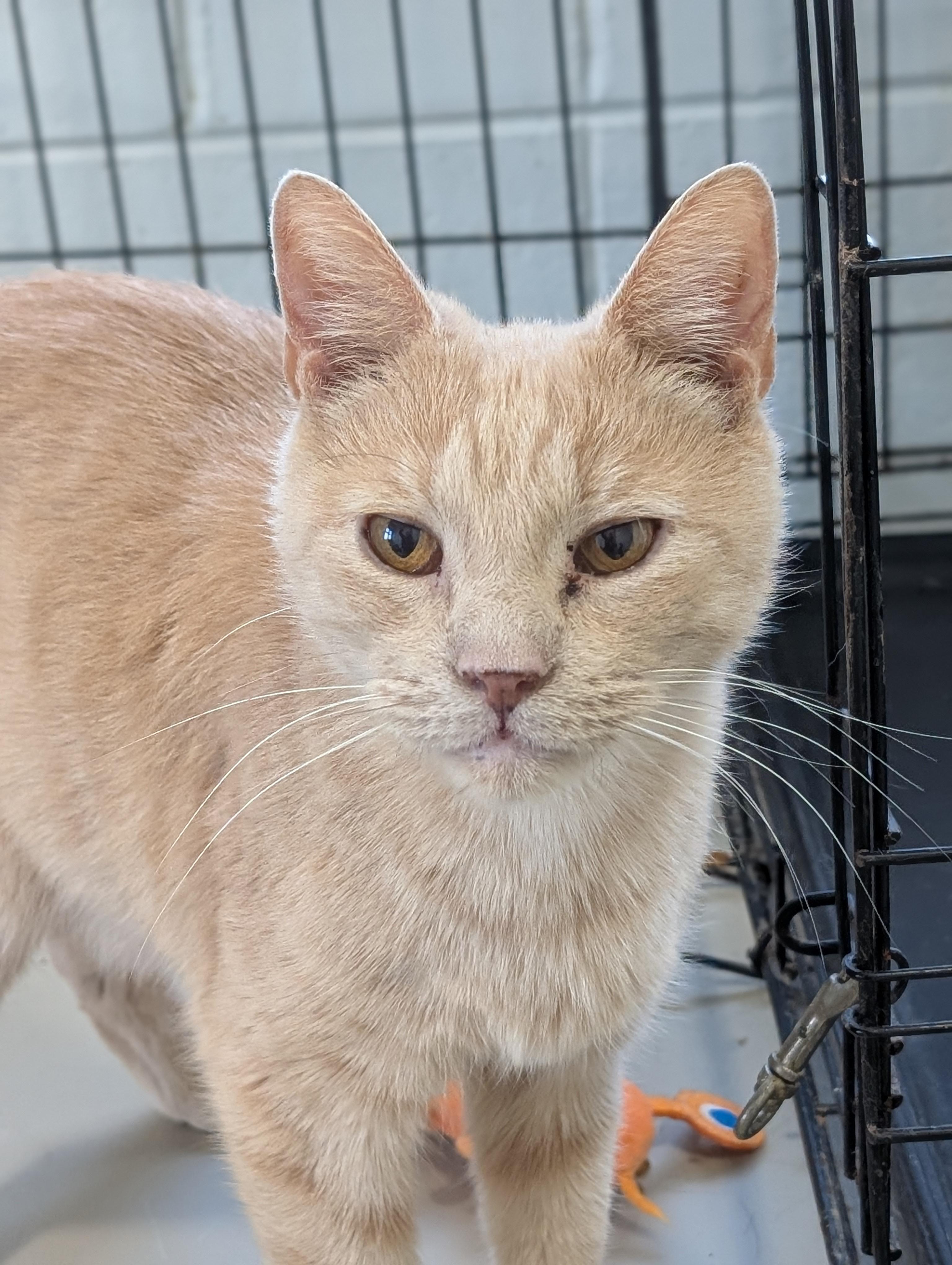 Enlarge Toby, a Adoptable Domestic Short Hair in Tilton, IL image 3/4