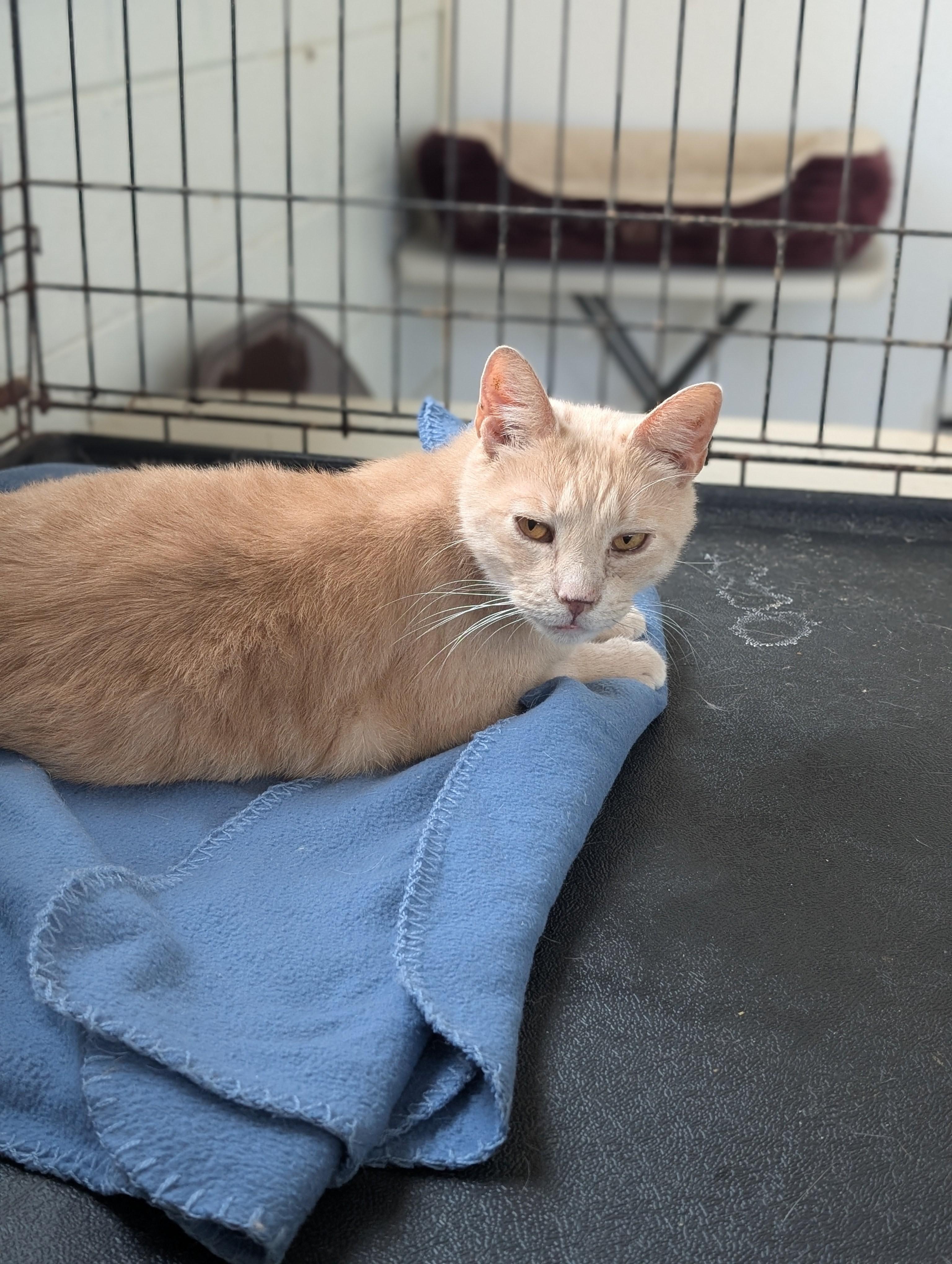 Enlarge Toby, a Adoptable Domestic Short Hair in Tilton, IL image 4/4