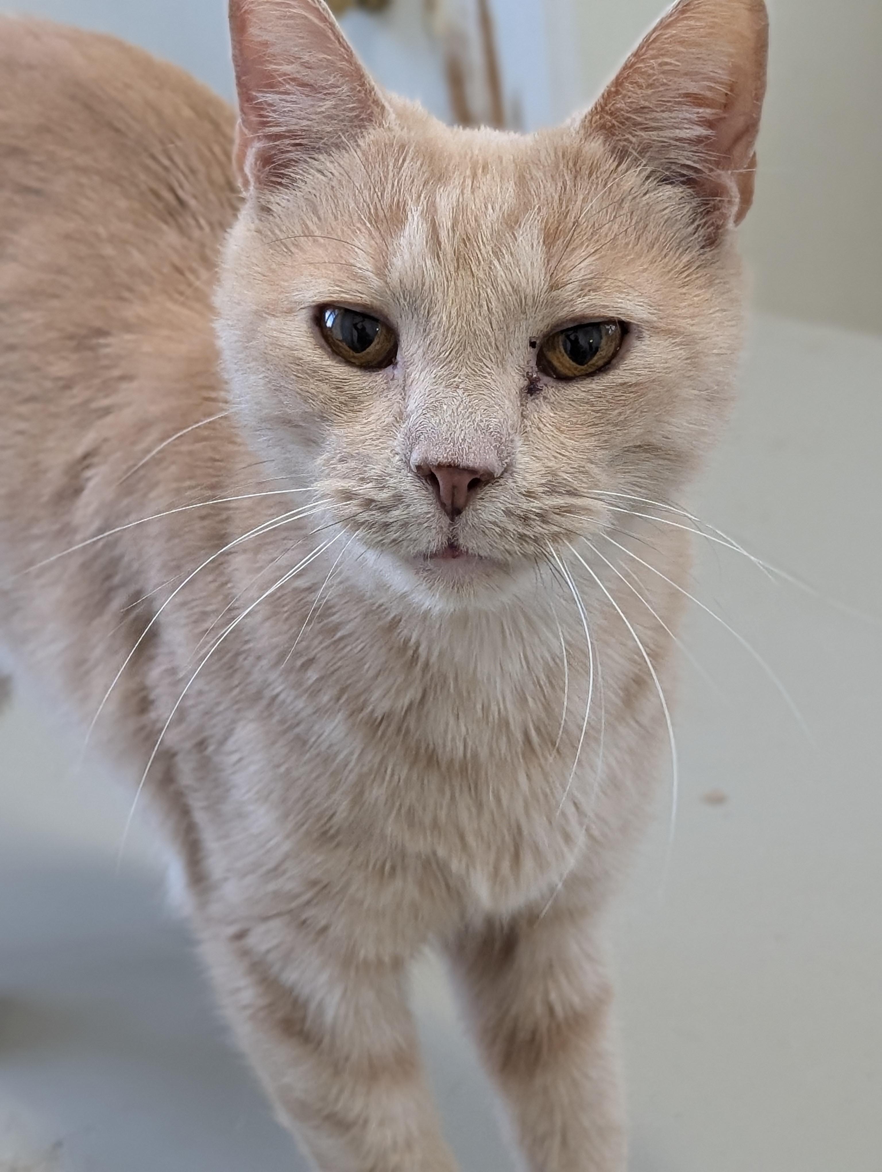 Enlarge Toby, a Adoptable Domestic Short Hair in Tilton, IL image 1/4