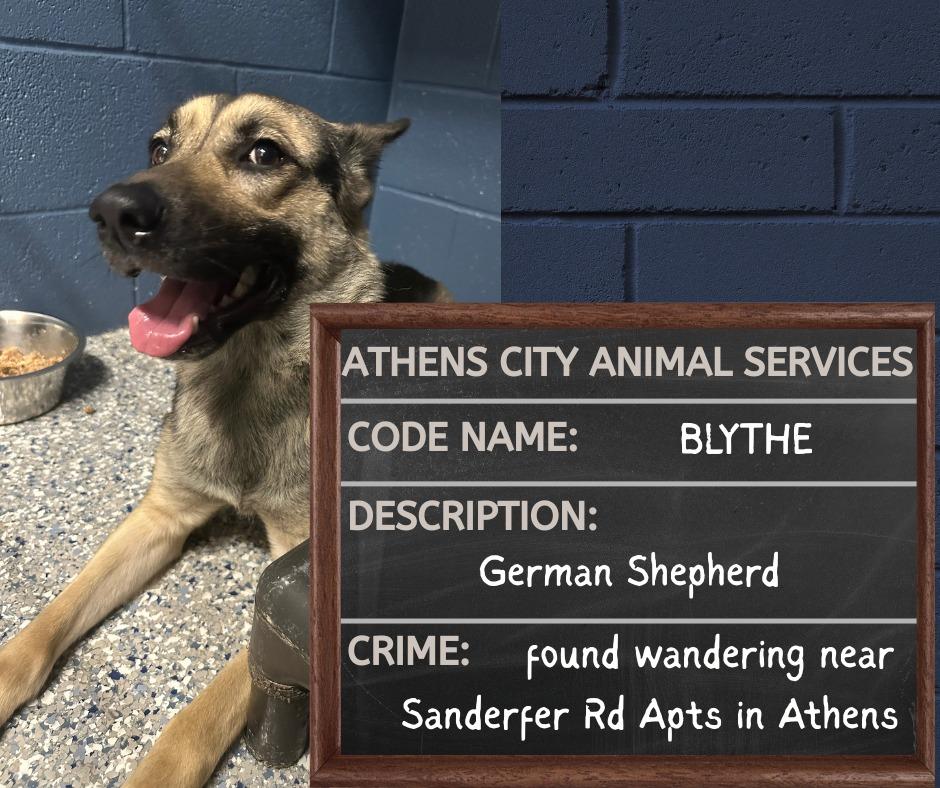 Enlarge BLYTHE - STRAY HOLD UNTIL 4/4/2026, a Found German Shepherd Dog in Athens, AL image 1/1