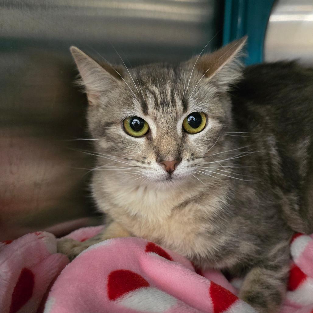 Enlarge Obscura, a Adoptable Domestic Short Hair in Williston, FL image 1/2