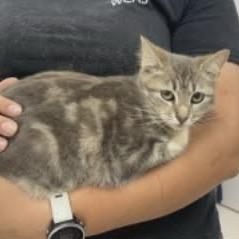 Enlarge Obscura, a Adoptable Domestic Short Hair in Williston, FL image 2/2