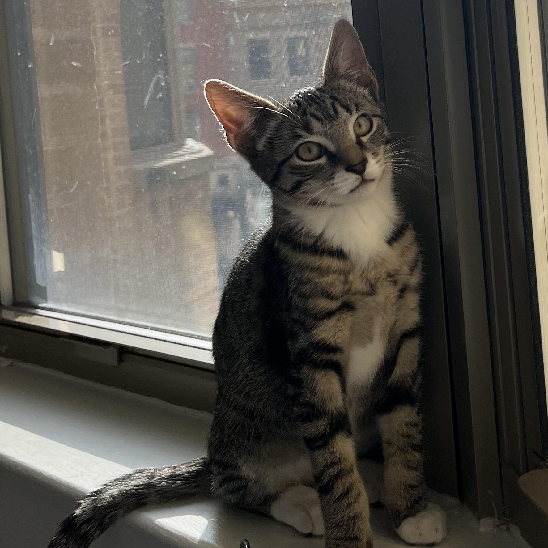 Baba, a Adoptable mixed breed in Hyattsville, MD image 1/6