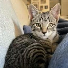 Baba, a Adoptable mixed breed in Hyattsville, MD image 2/6