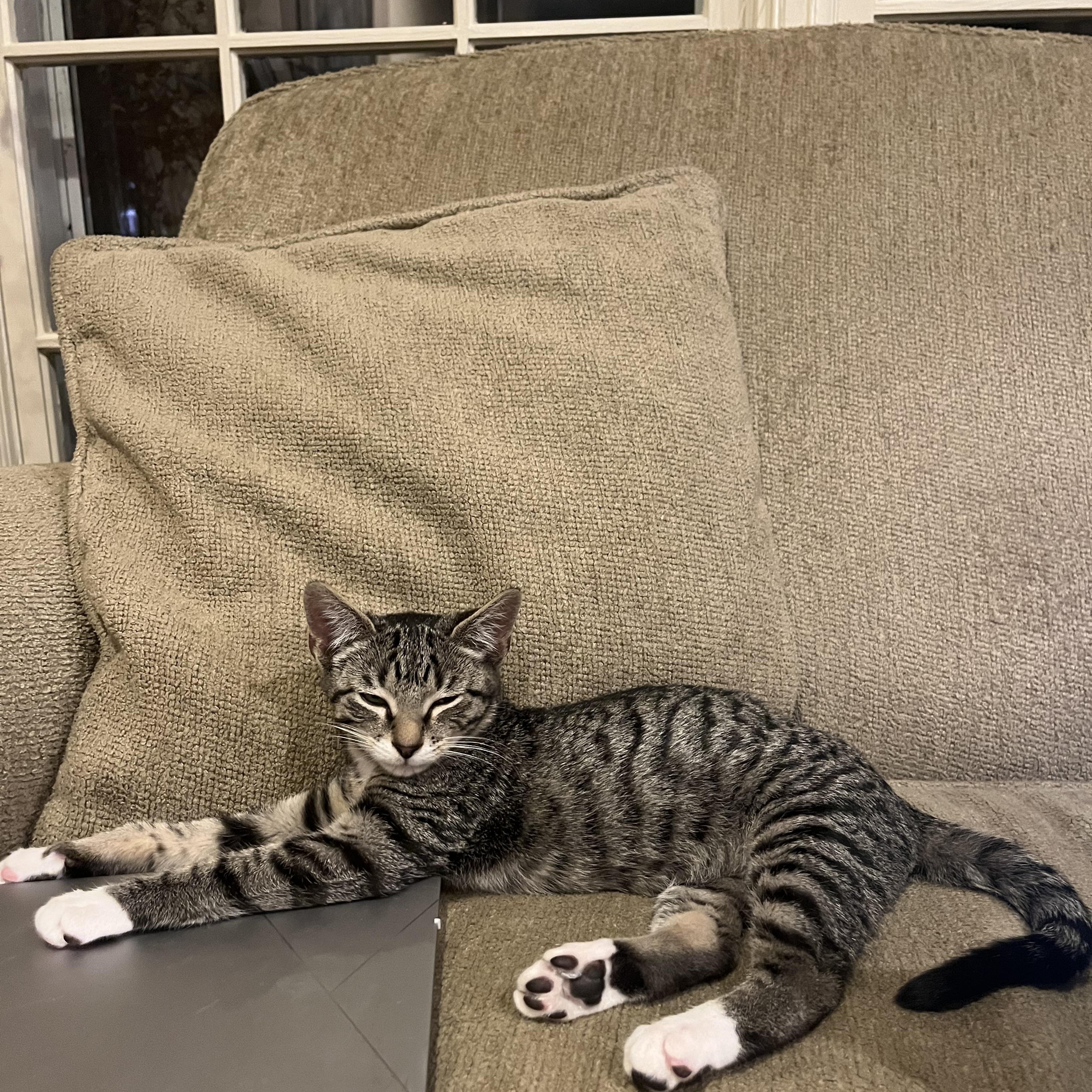 Baba, a Adoptable mixed breed in Hyattsville, MD image 3/6