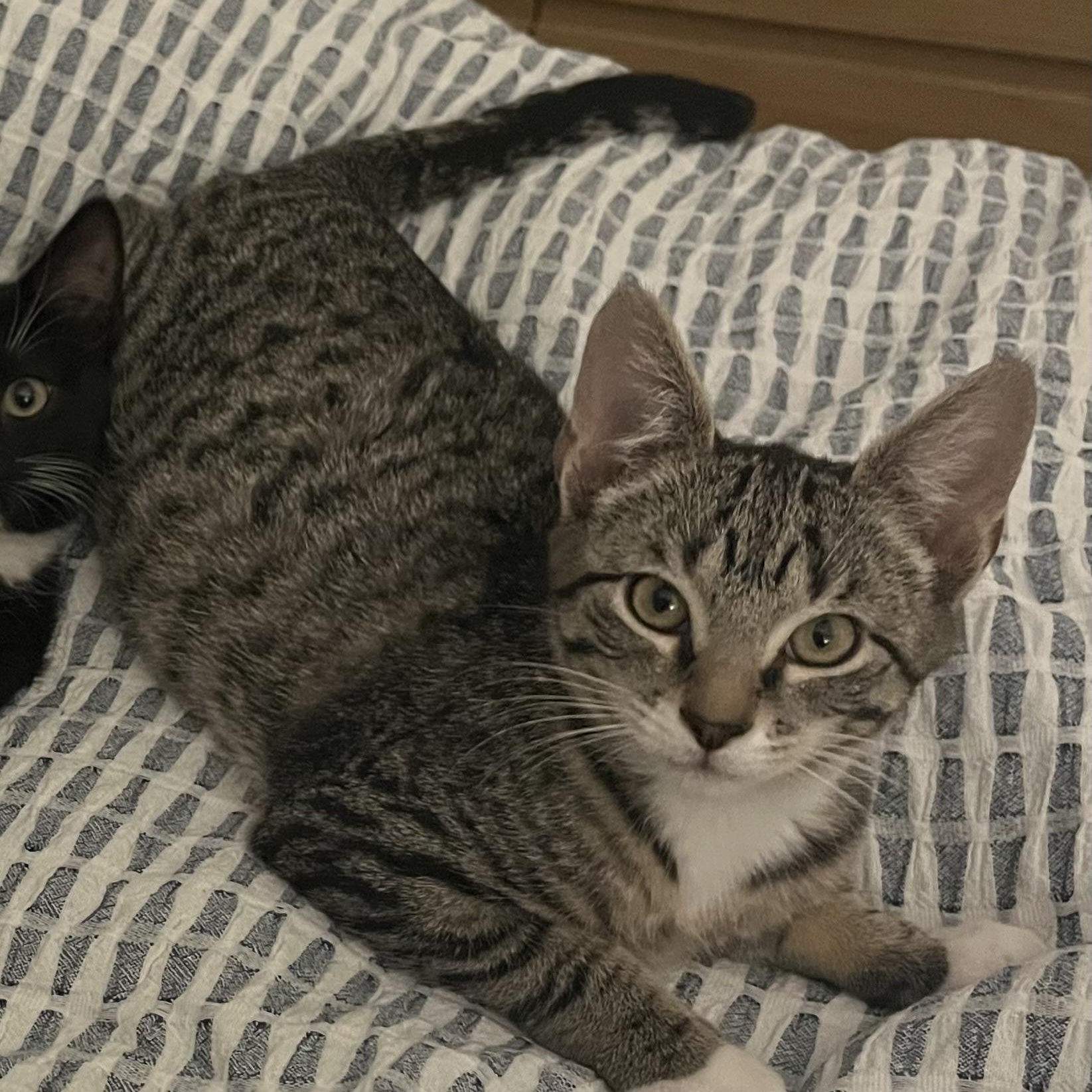 Baba, a Adoptable mixed breed in Hyattsville, MD image 4/6