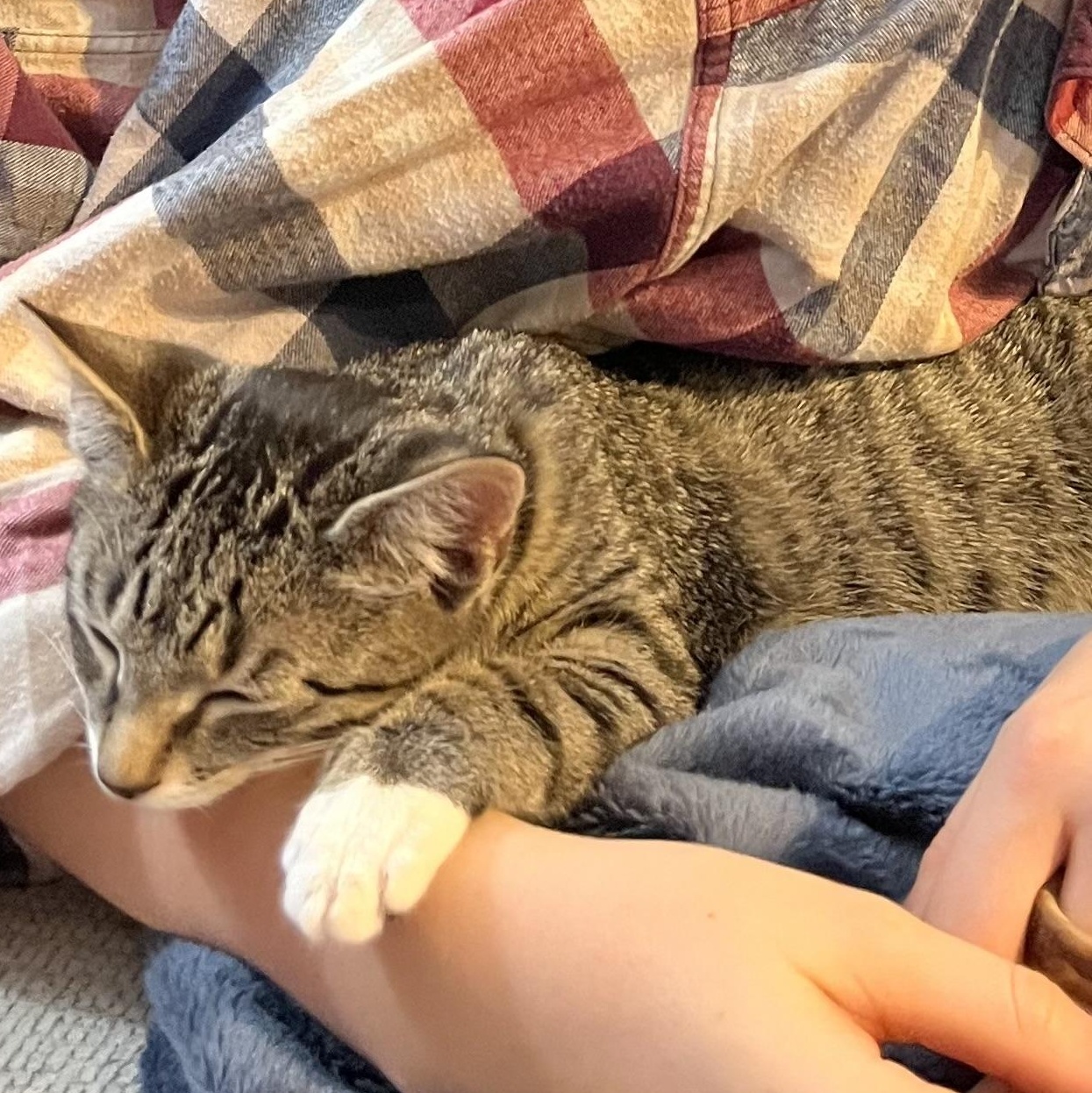 Baba, a Adoptable mixed breed in Hyattsville, MD image 5/6