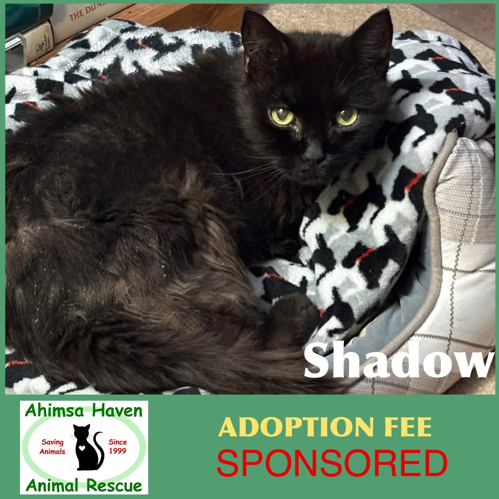 Shadow, Adoptable, Senior Male Domestic Short Hair.