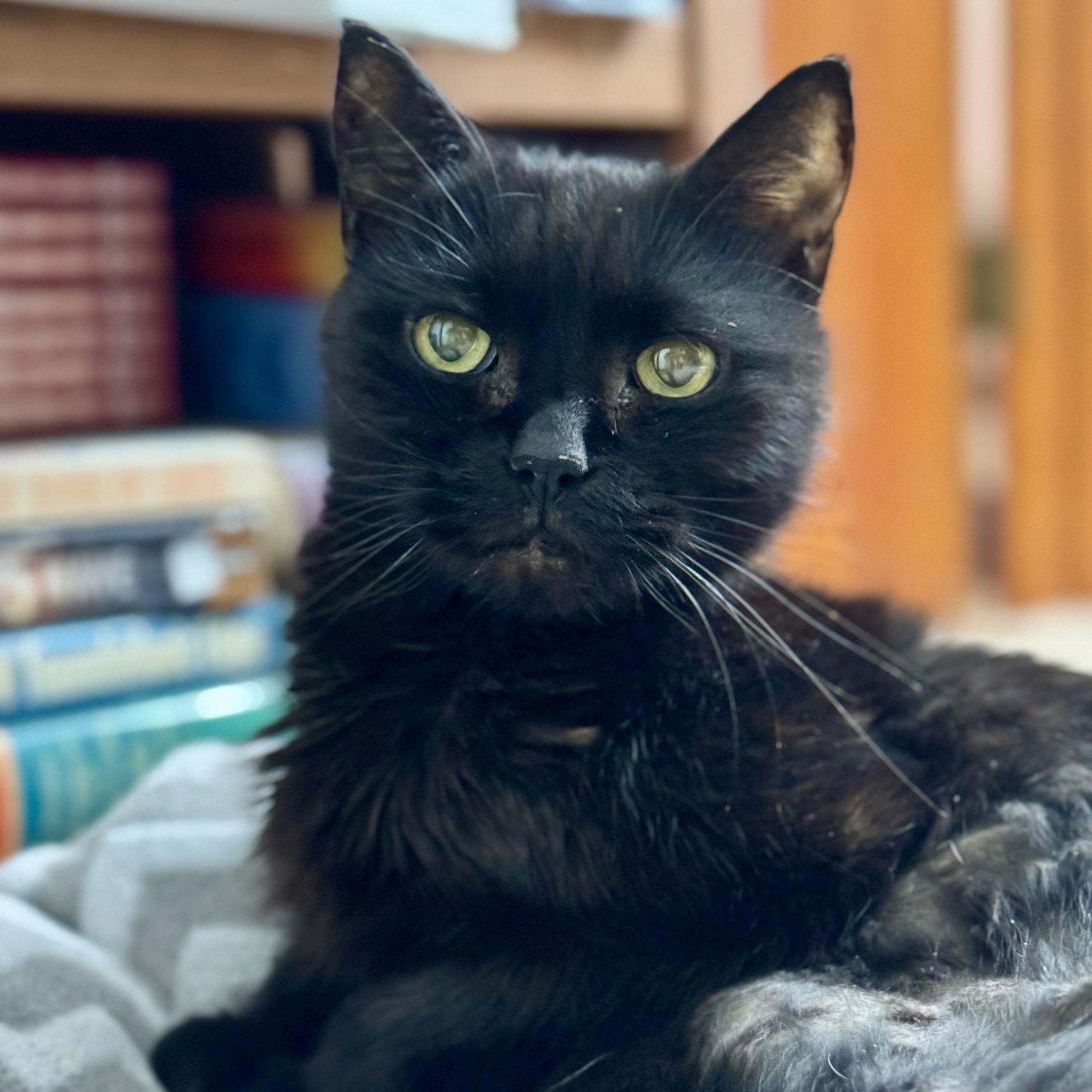 Enlarge Shadow, a Adoptable Domestic Short Hair in Winchendon, MA image 2/2