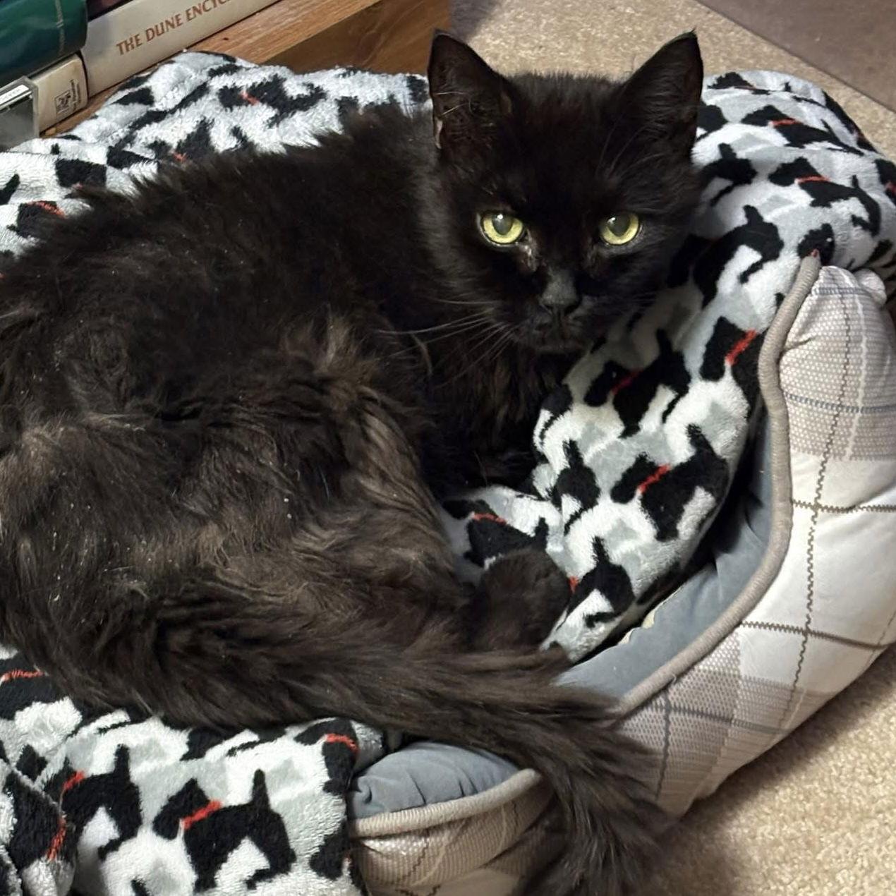 Shadow, a Adoptable Domestic Short Hair in Winchendon, MA image 2/2