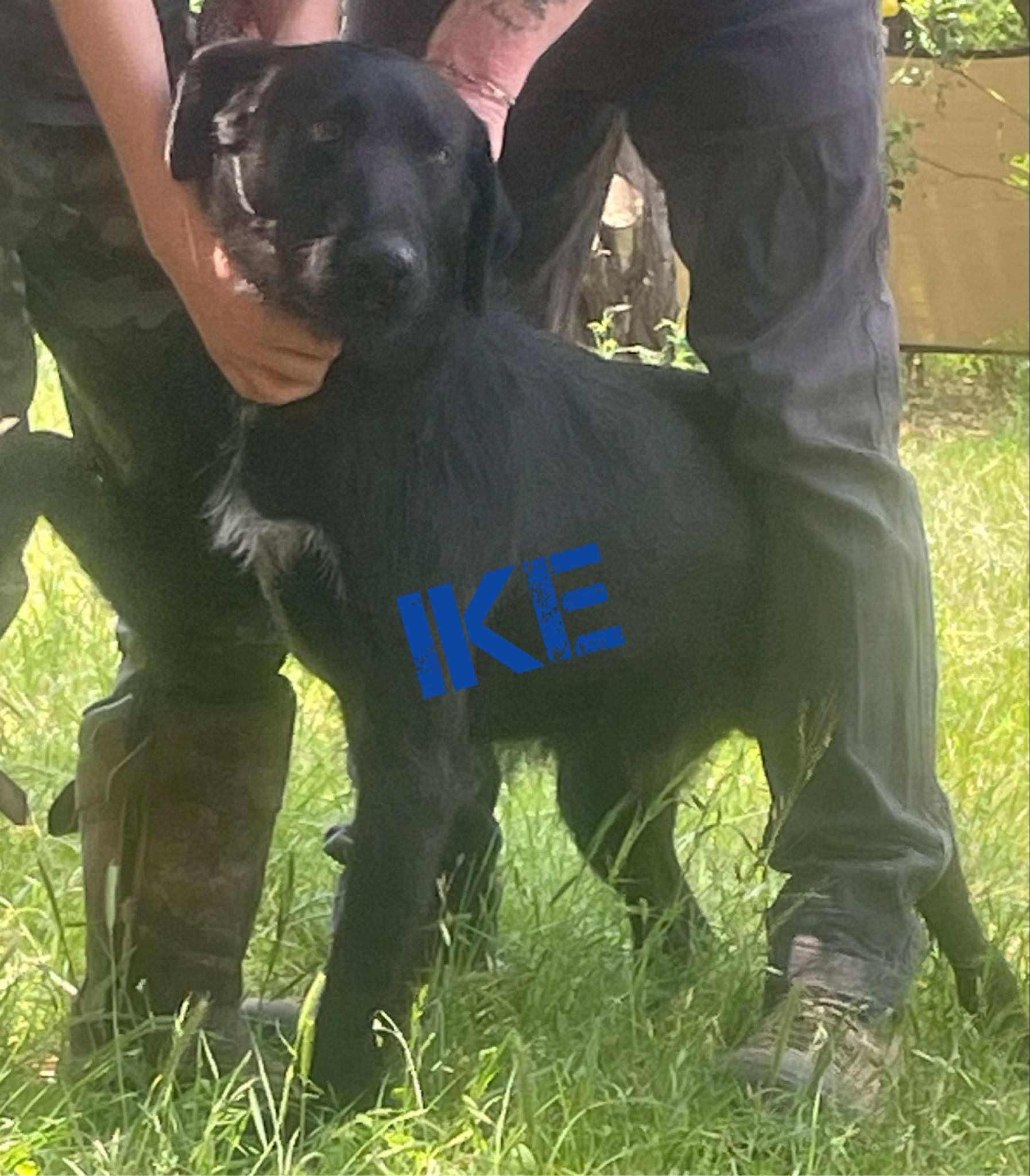 Enlarge Ike, a Adoptable mixed breed in canyon lake, TX image 1/1