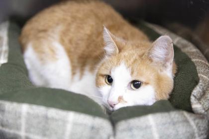 Enlarge Fritz, a ADOPTABLE mixed breed in Bedford, IN image 1/1