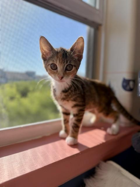 Enlarge Rose, a ADOPTABLE Domestic Short Hair in Arverne, NY image 2/3
