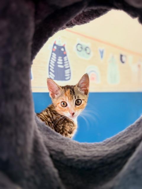 Rose, ADOPTABLE, Kitten Female Domestic Short Hair.
