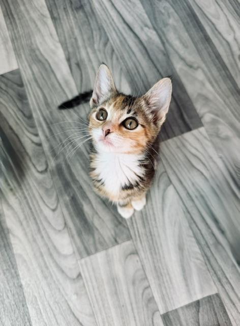 Enlarge Rose, a ADOPTABLE Domestic Short Hair in Arverne, NY image 3/3