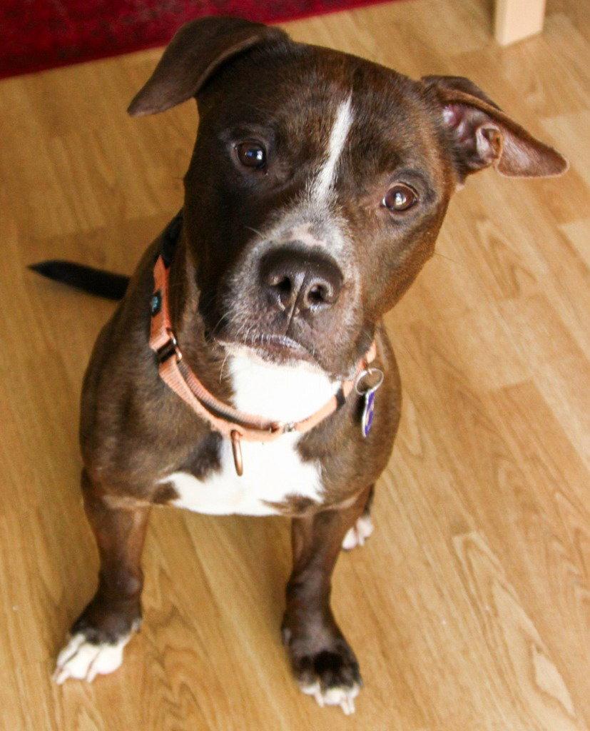 Harry, Adoptable, Adult Male American Staffordshire Terrier & American Staffordshire Terrier.