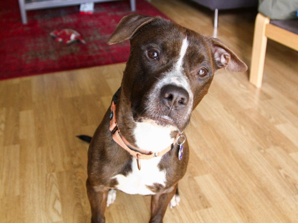 Enlarge Harry, a Adoptable mixed breed in Sayreville, NJ image 2/3