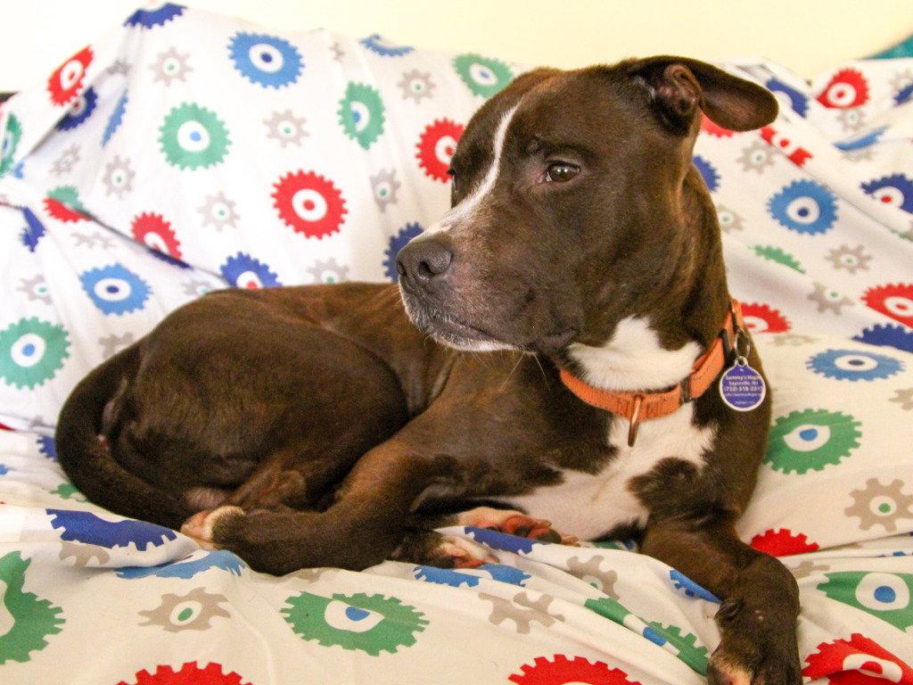 Enlarge Harry, a Adoptable mixed breed in Sayreville, NJ image 3/3